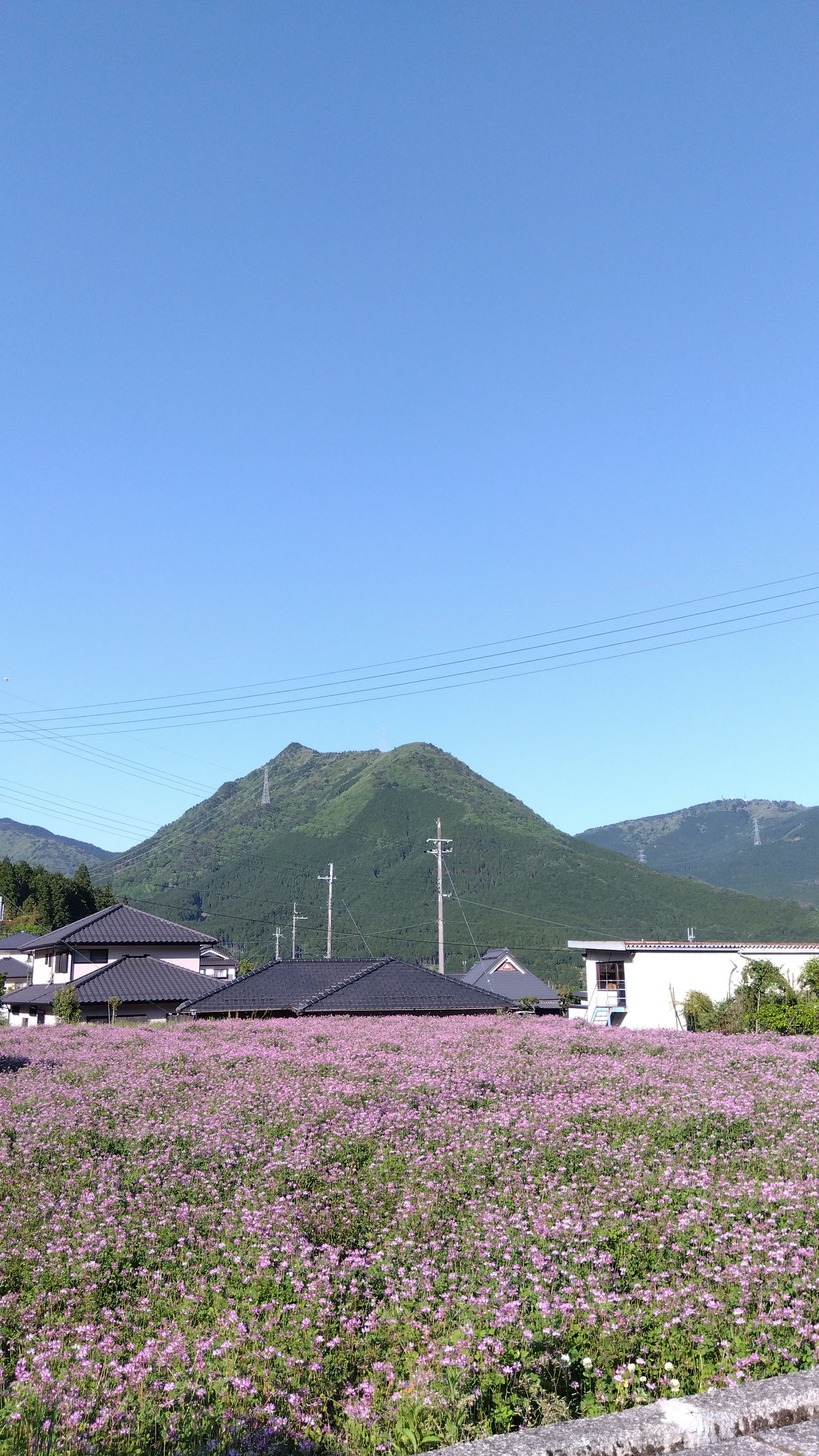 レンゲ畑（５月）