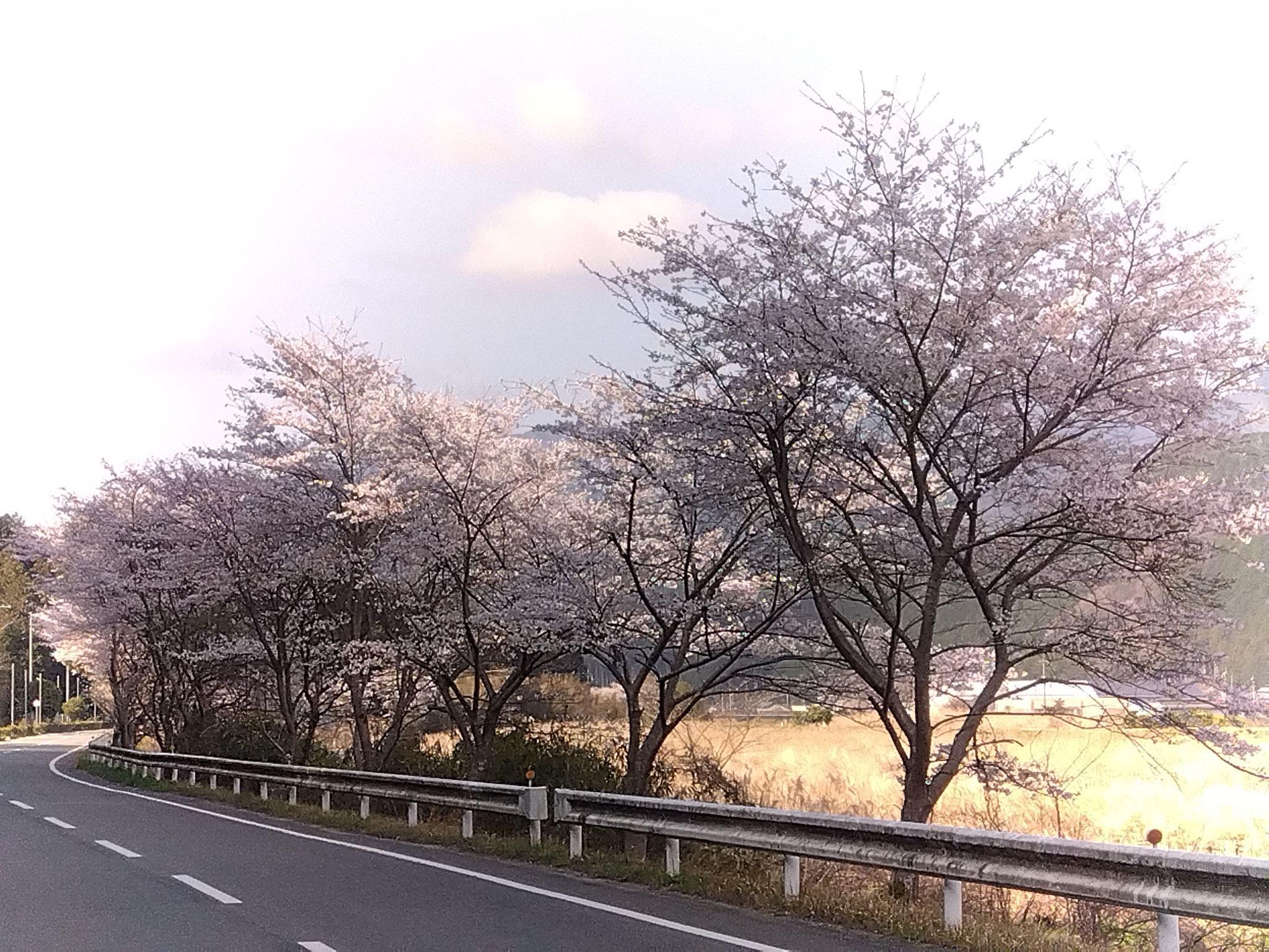 杉原川沿い（加美区豊部付近）の桜