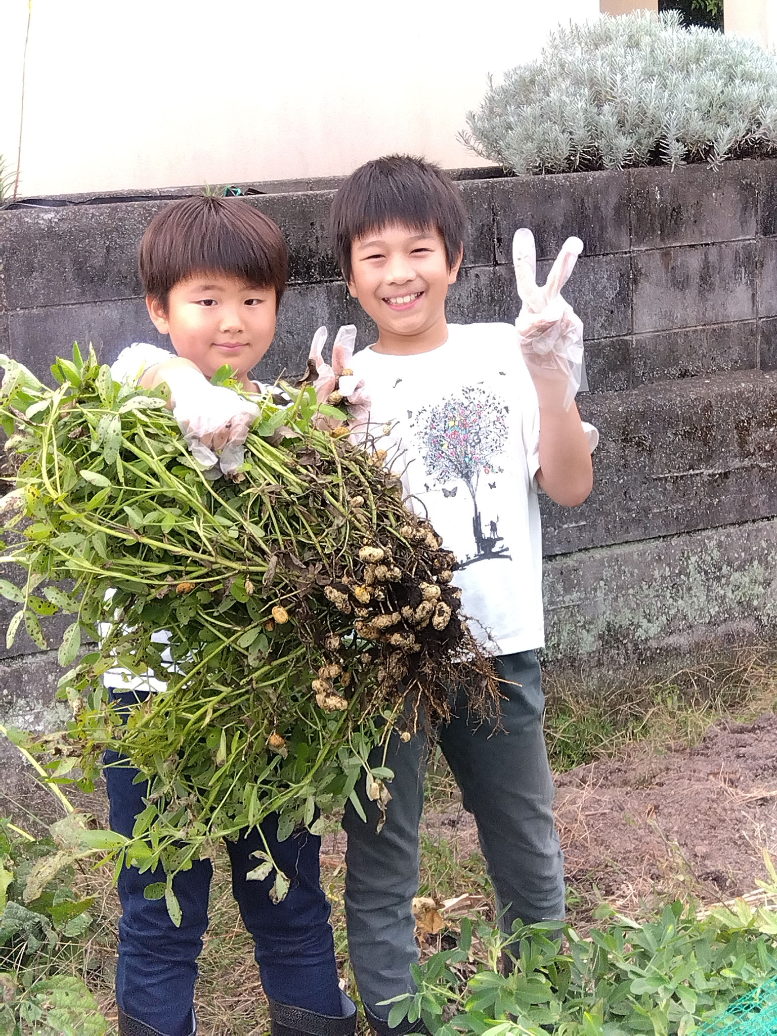 收穫蔬菜