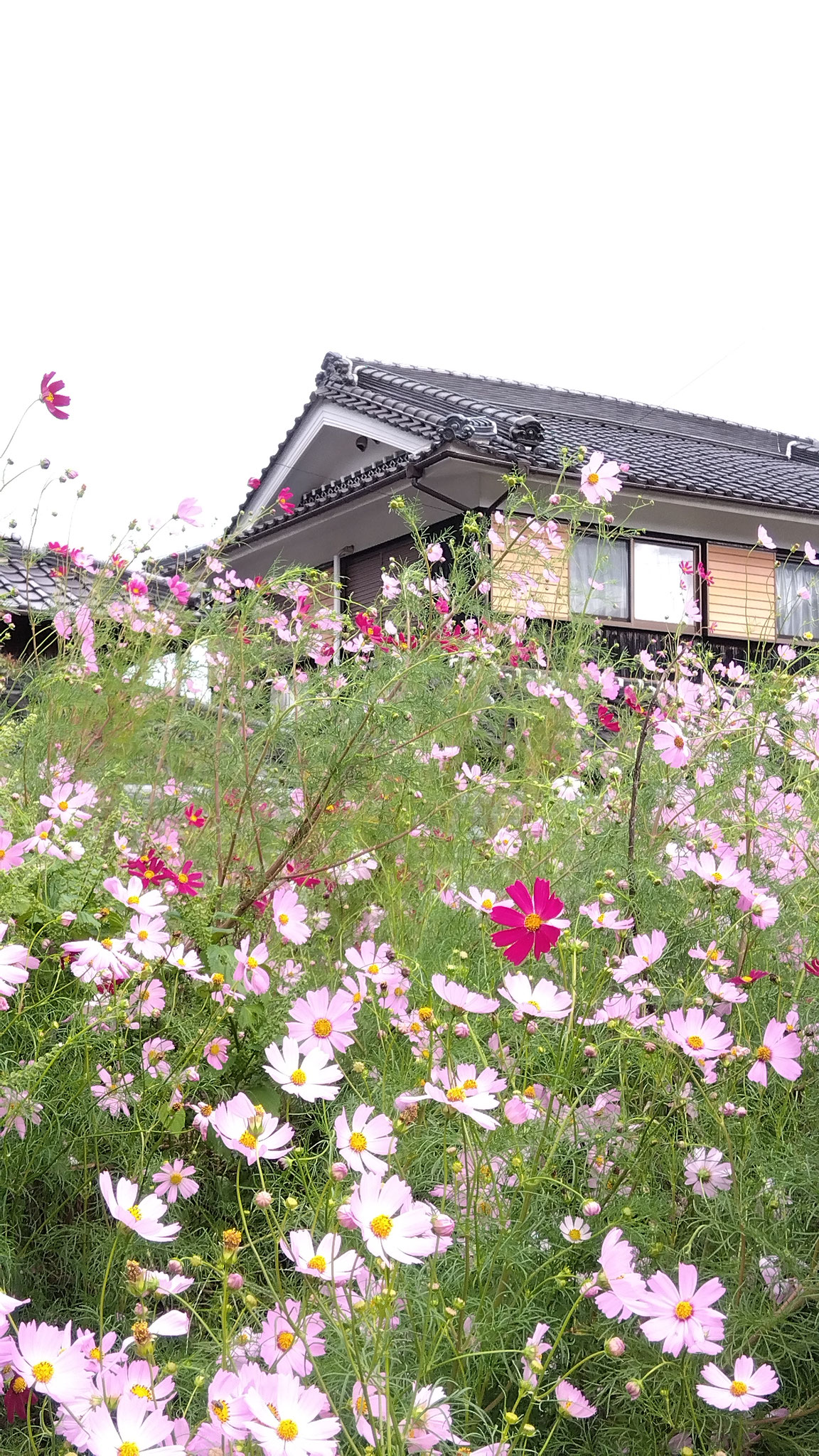 コスモス（９月）