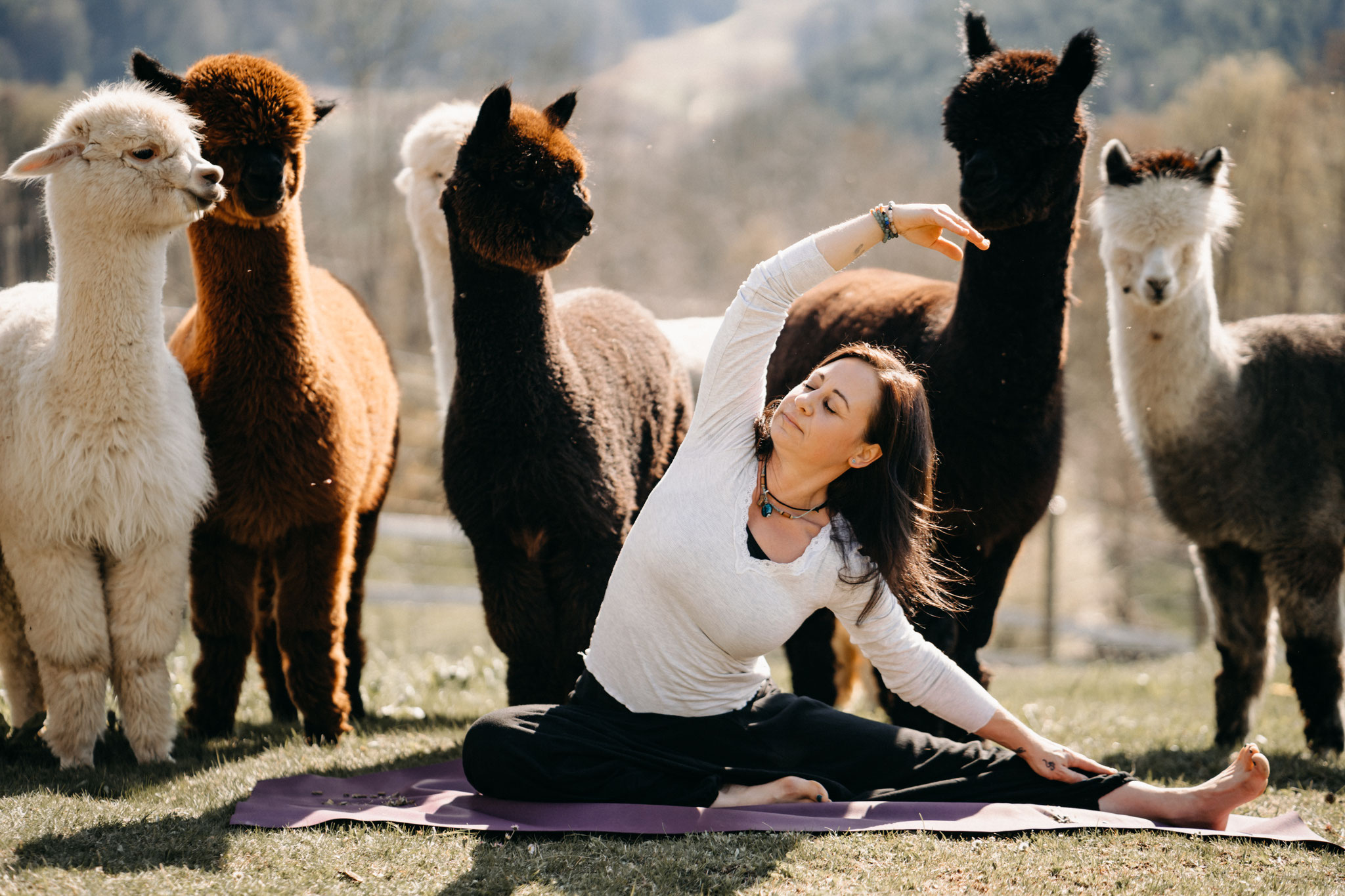 YogaGutschein Sonnhügl Alpakas