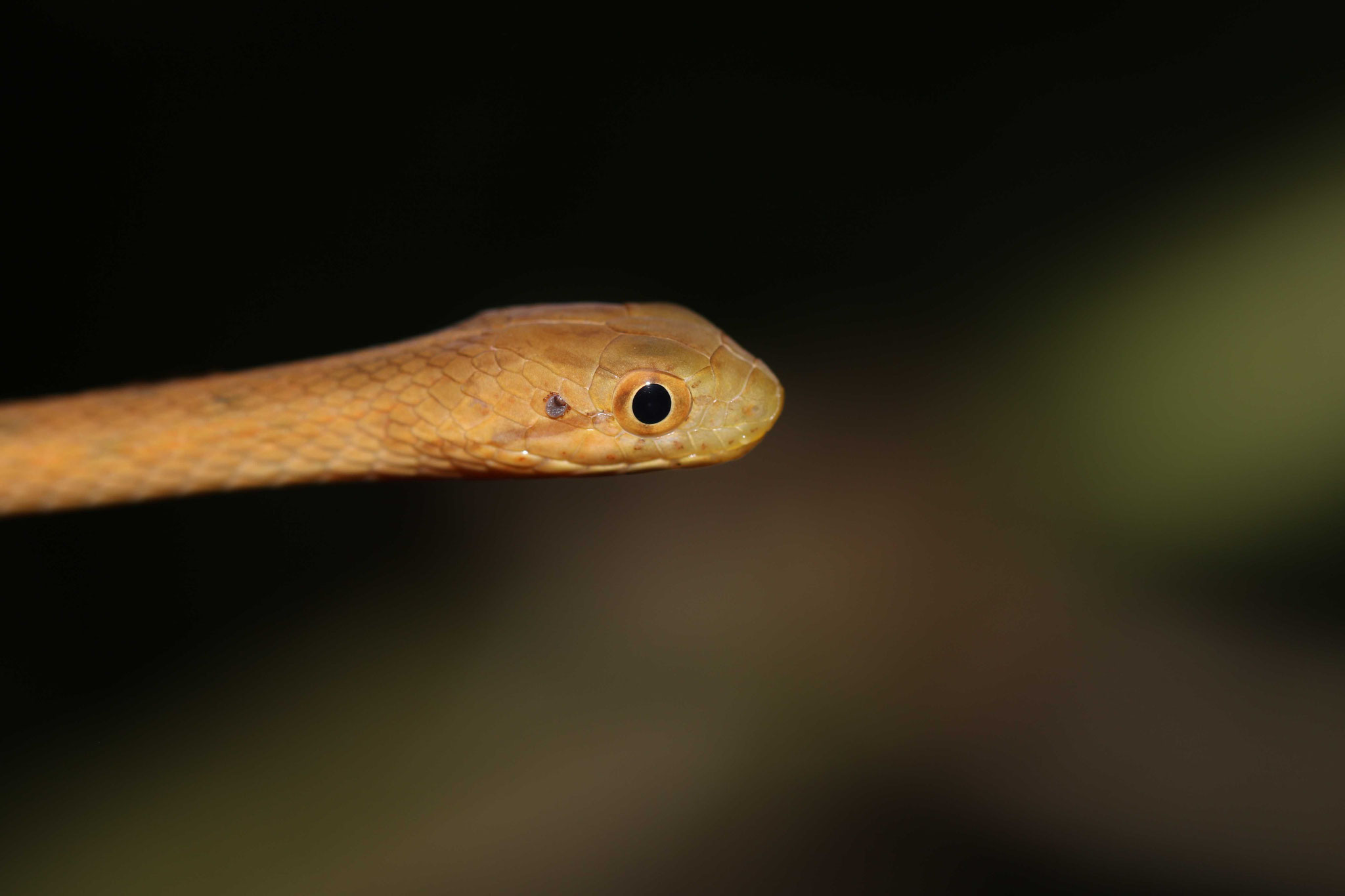Thamnodynastes pallidus