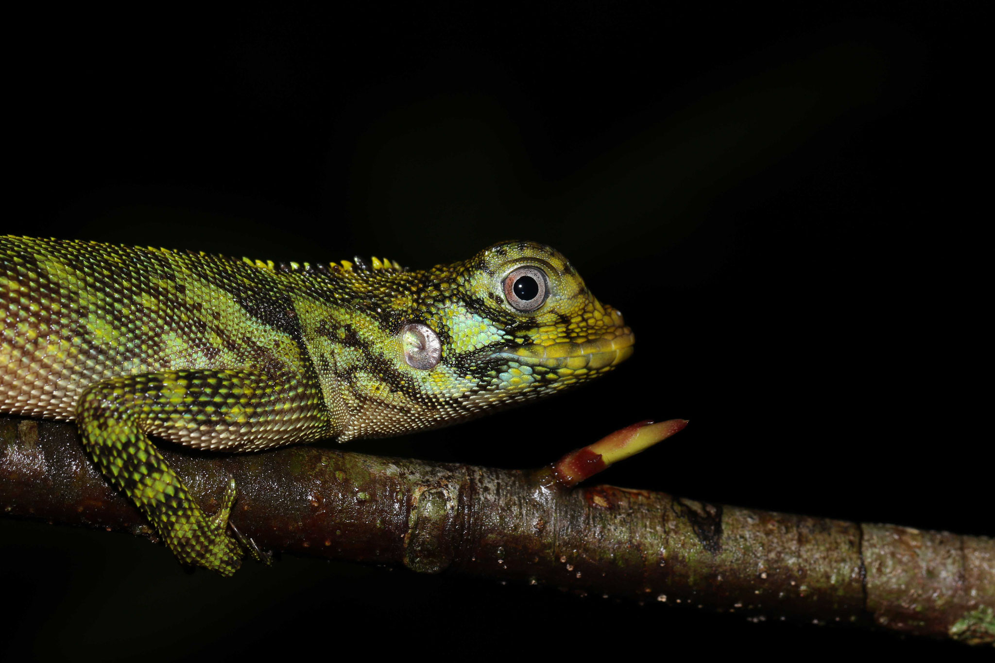 Plica umbra