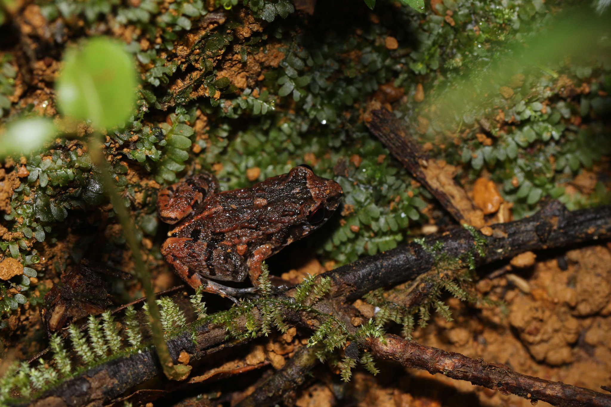 Adenomera andreae