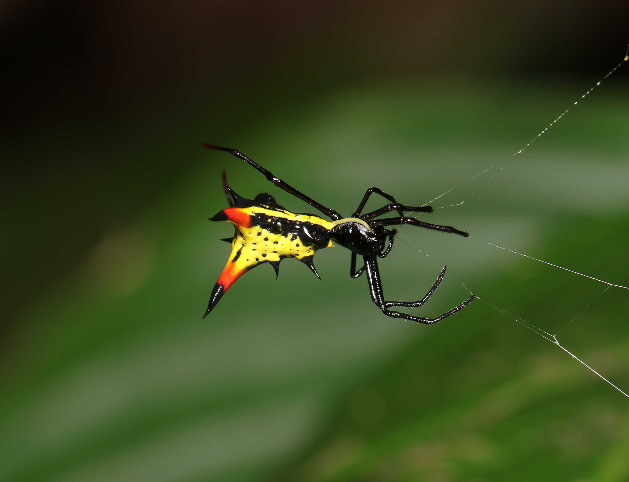 Micrathena schreibersi