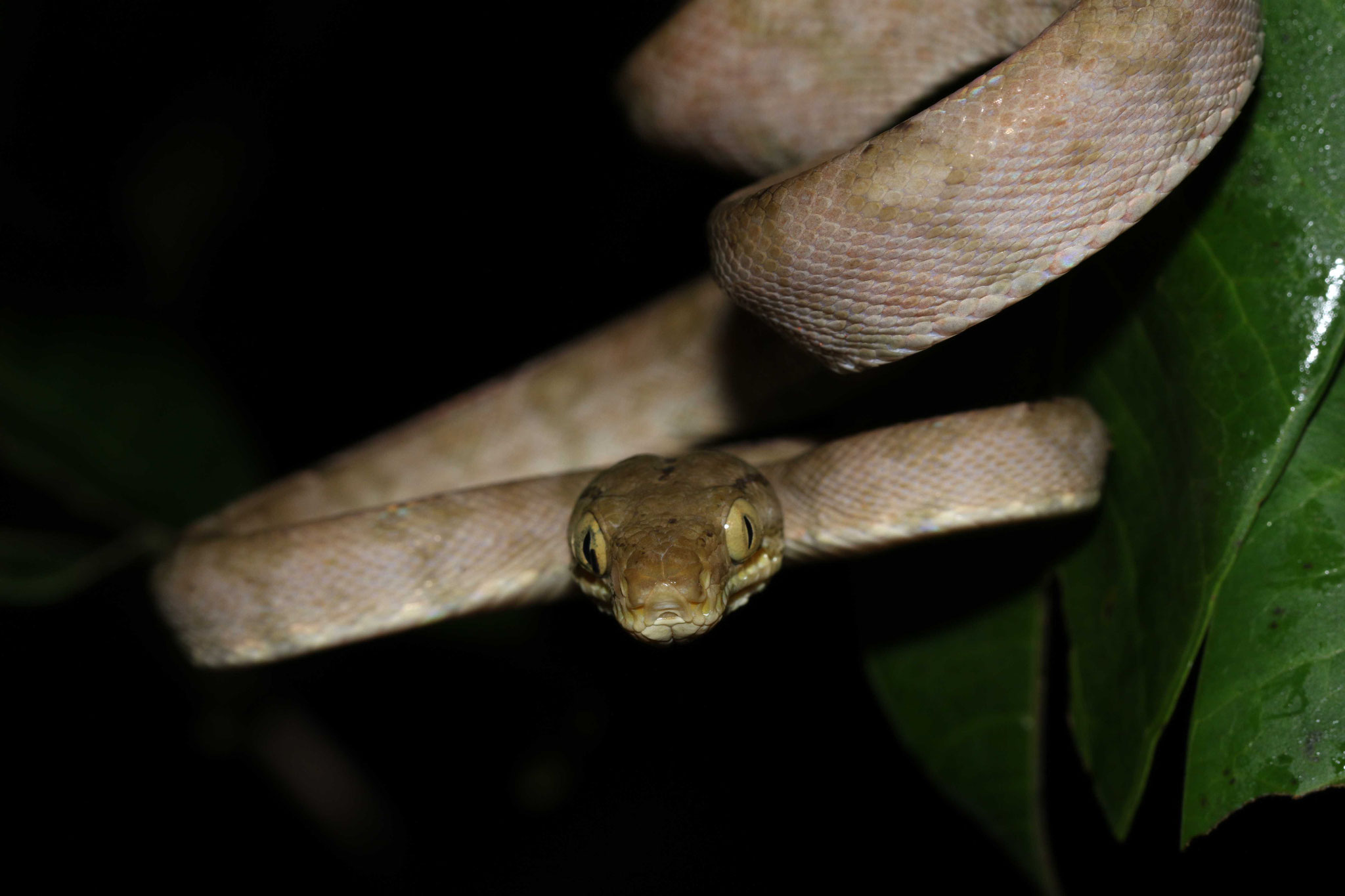 Corallus hortulana