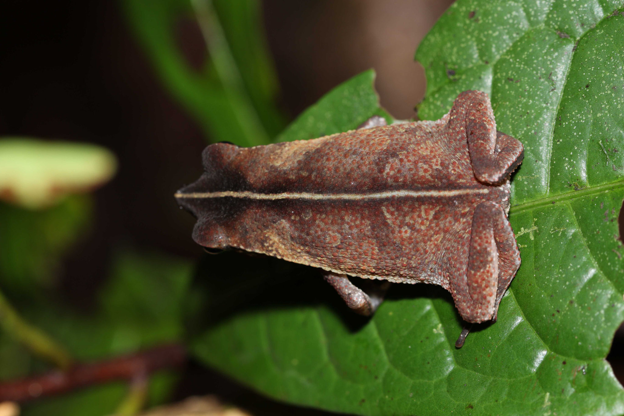 Rhinella castaneotica