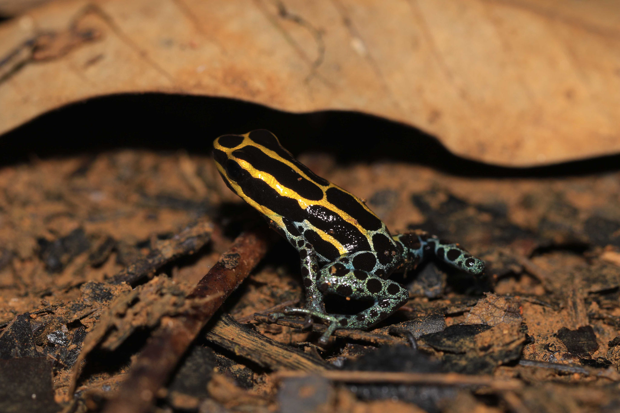 Ranitomeya amazonica