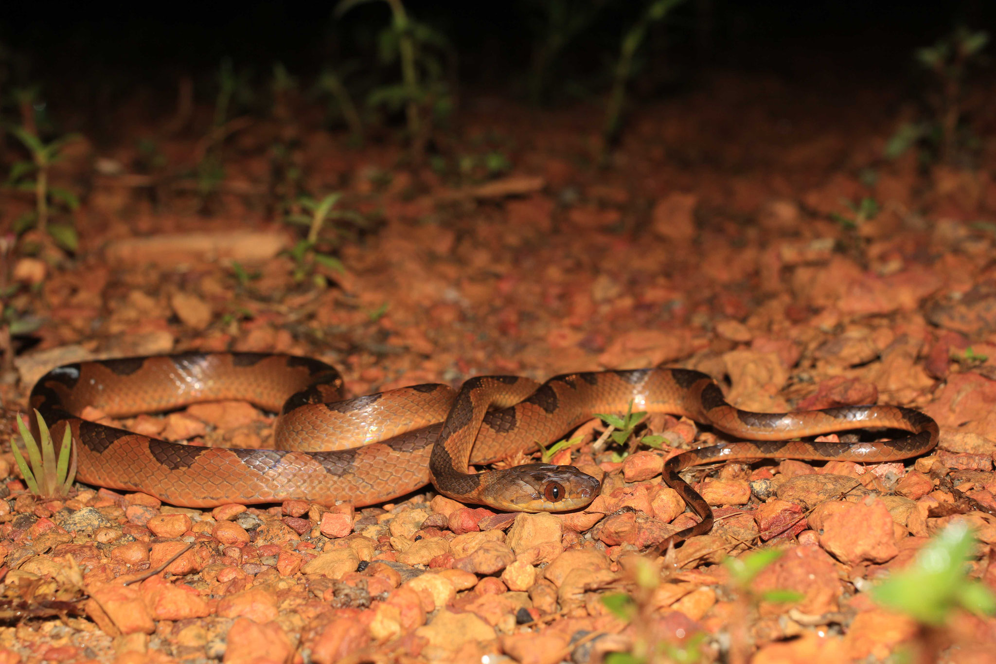 Leptodeira annulata