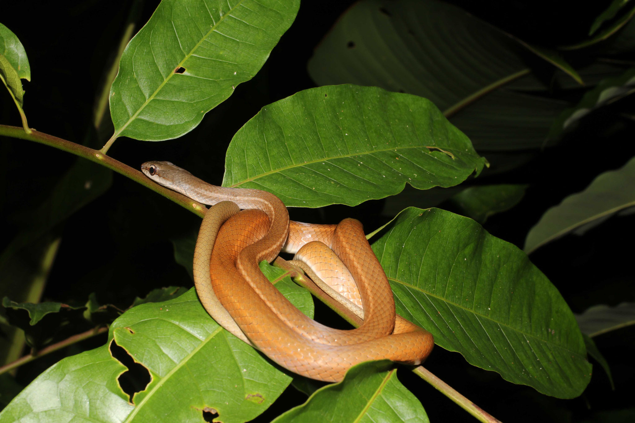 Mastigodryas boddaerti