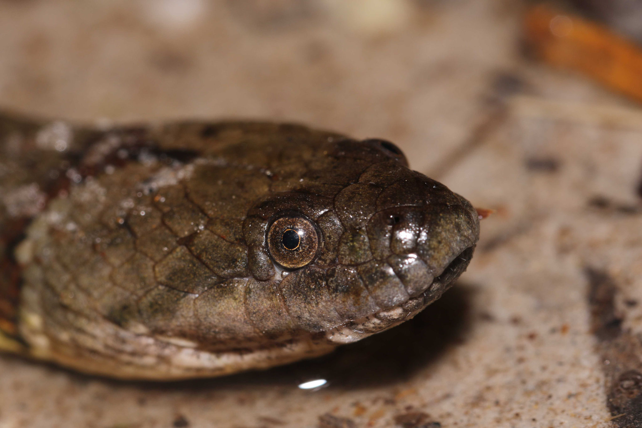 Helicops angulatus