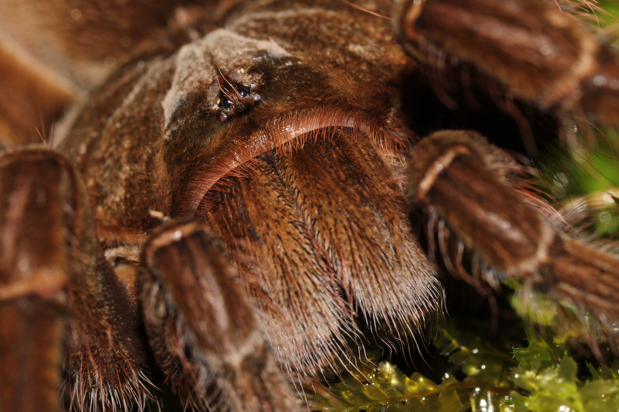 Theraphosa blondi