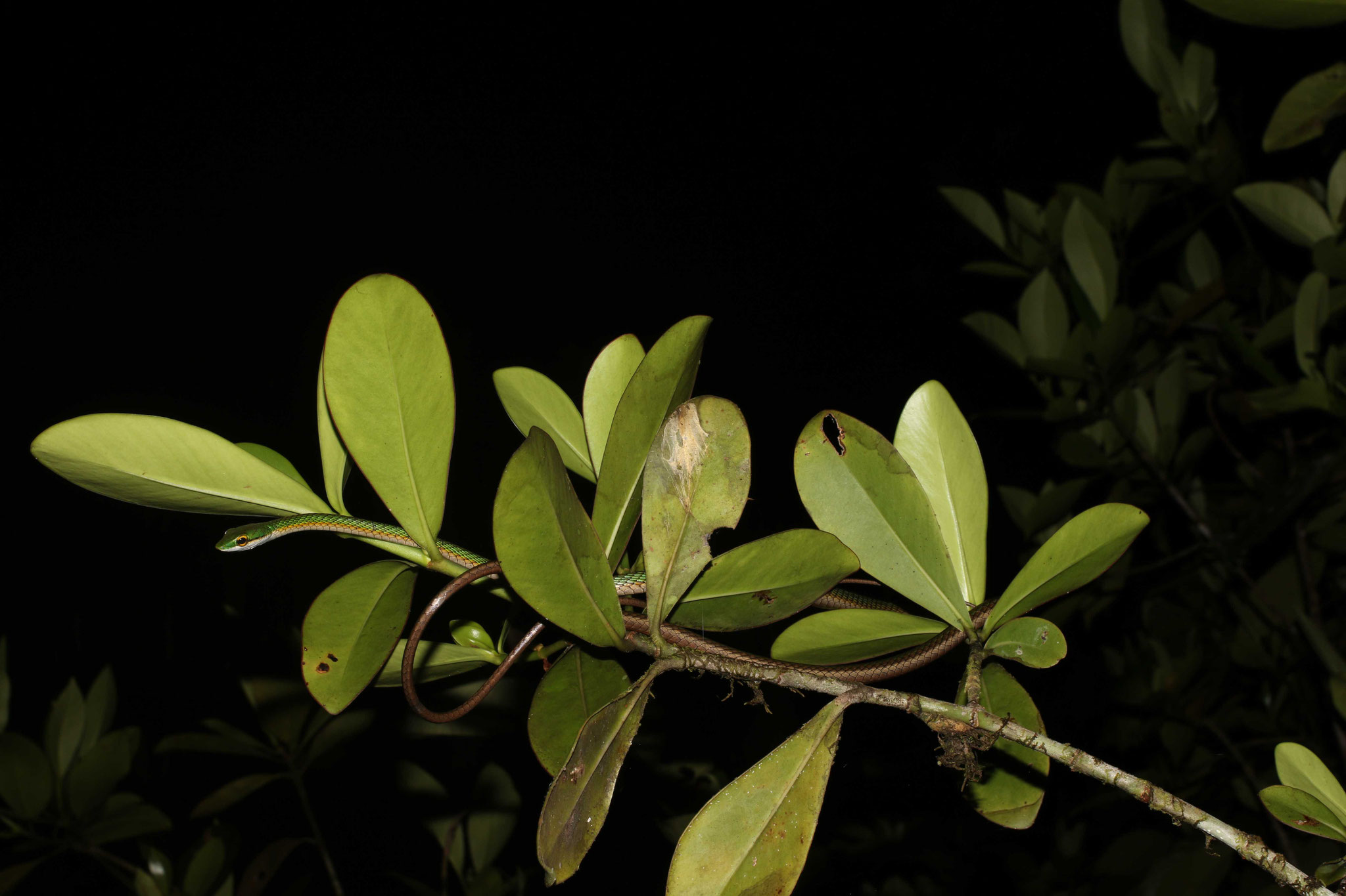 Leptophis ahaetulla