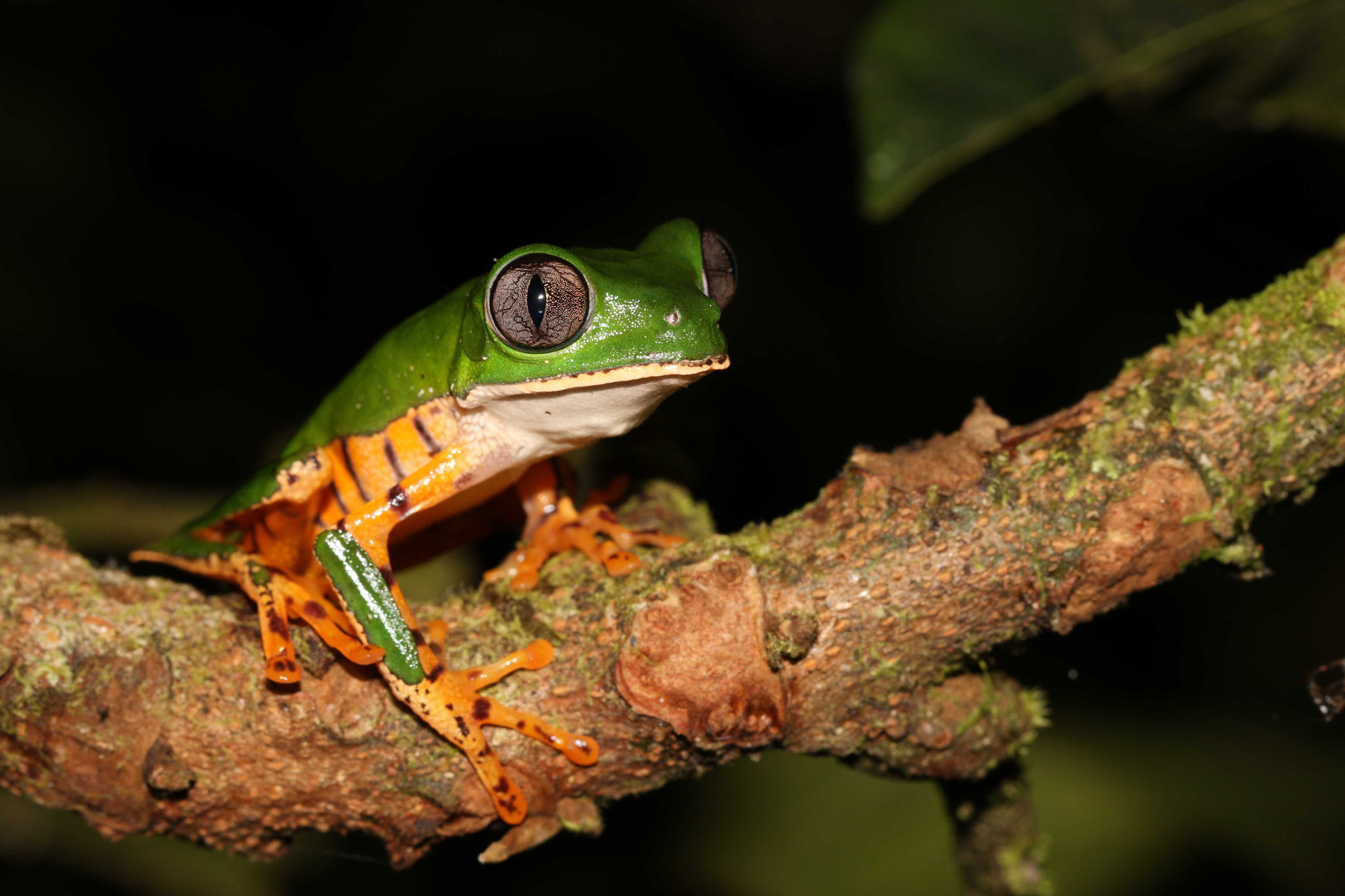 Callimedusa tomopterna