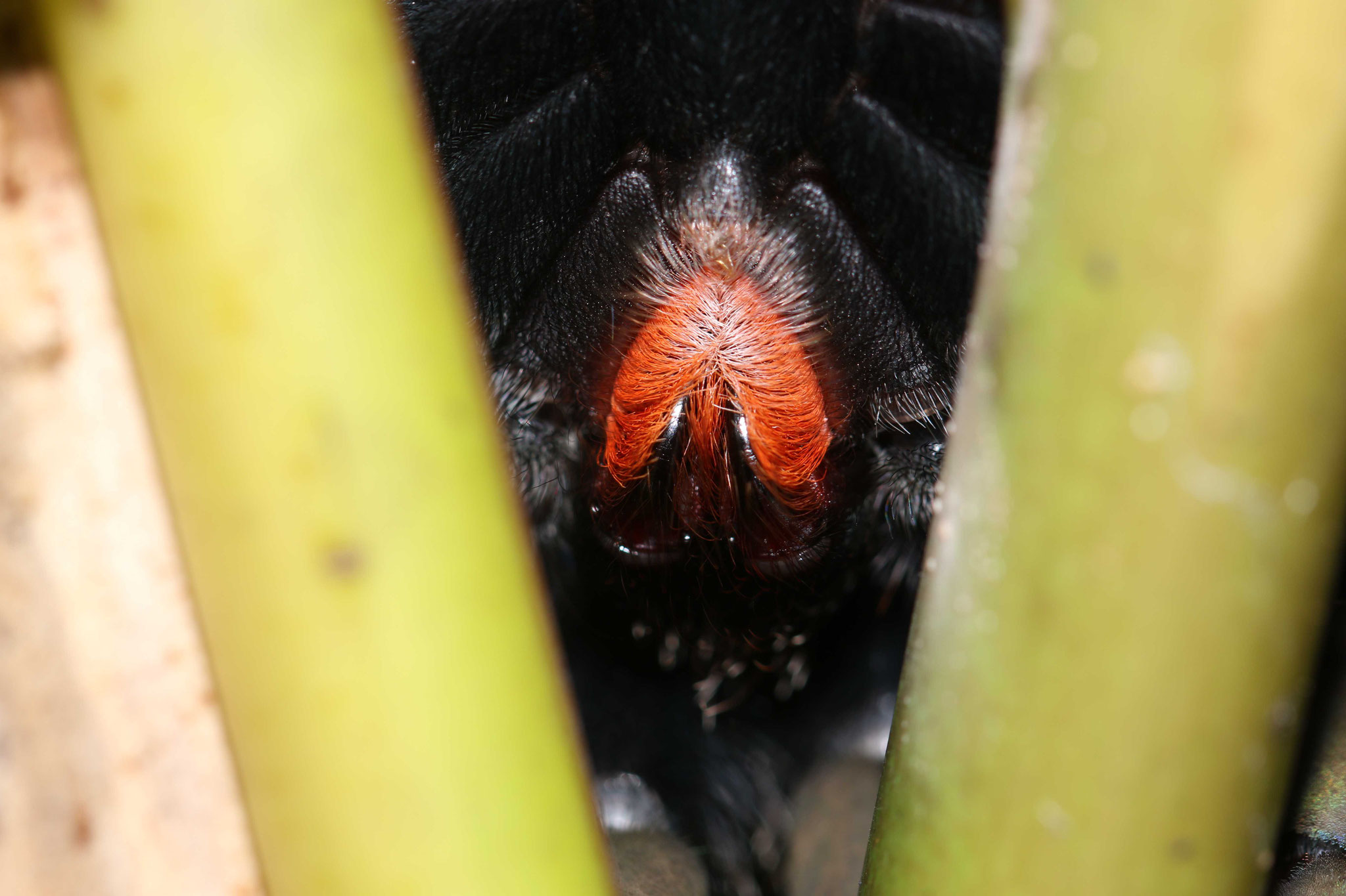 Avicularia avicularia