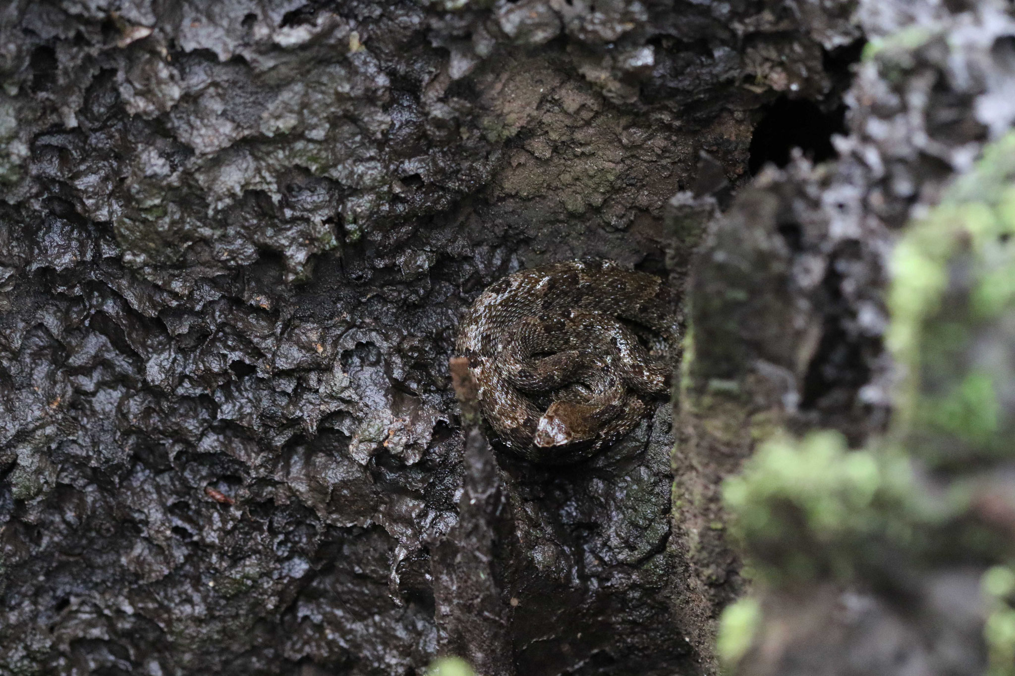 Bothrops atrox