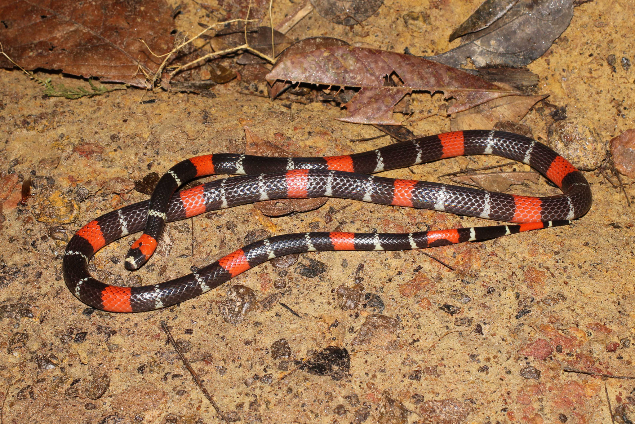 Micrurus lemniscatus