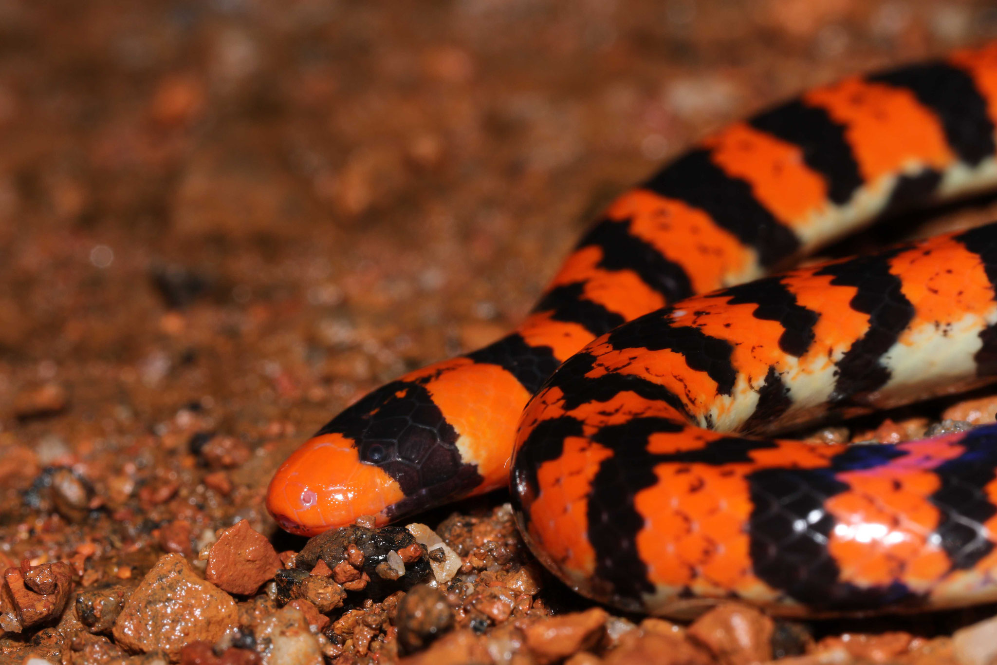 Anilius scytale