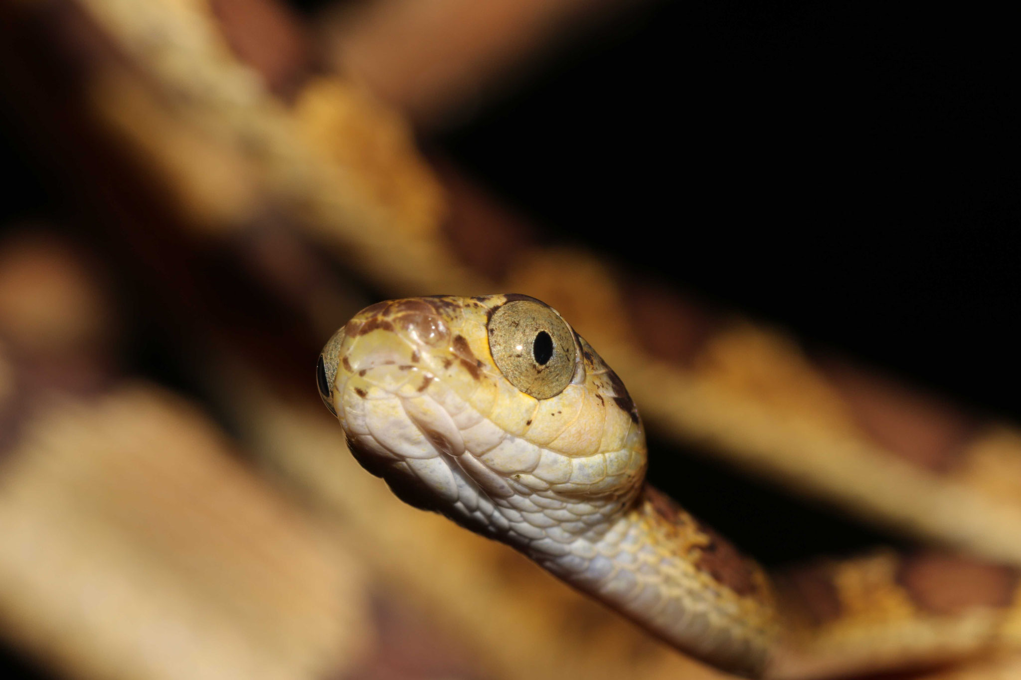 Imantodes cenchoa