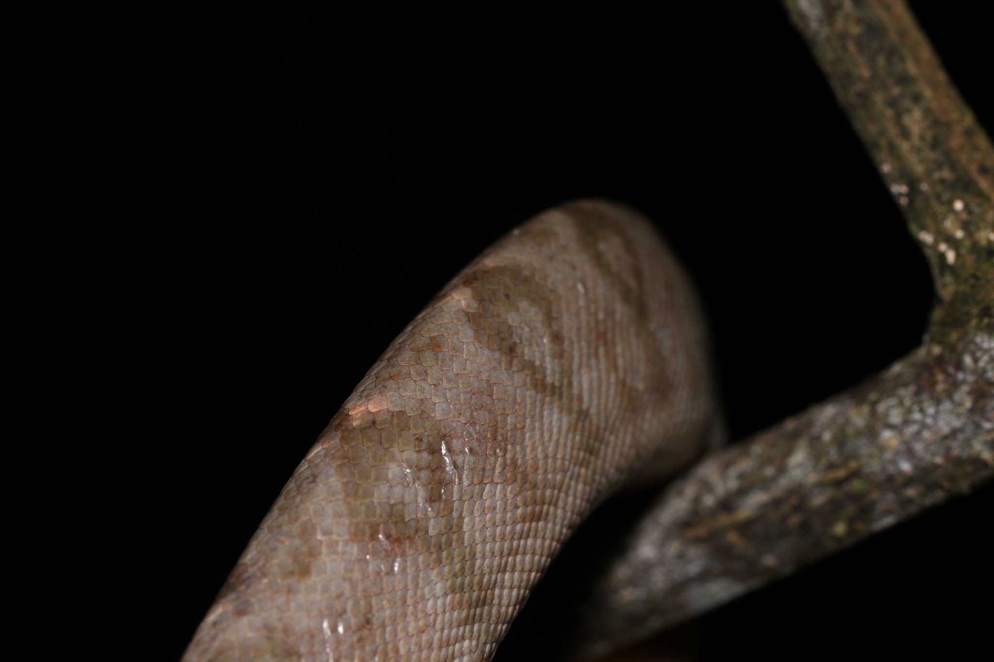 Corallus hortulana