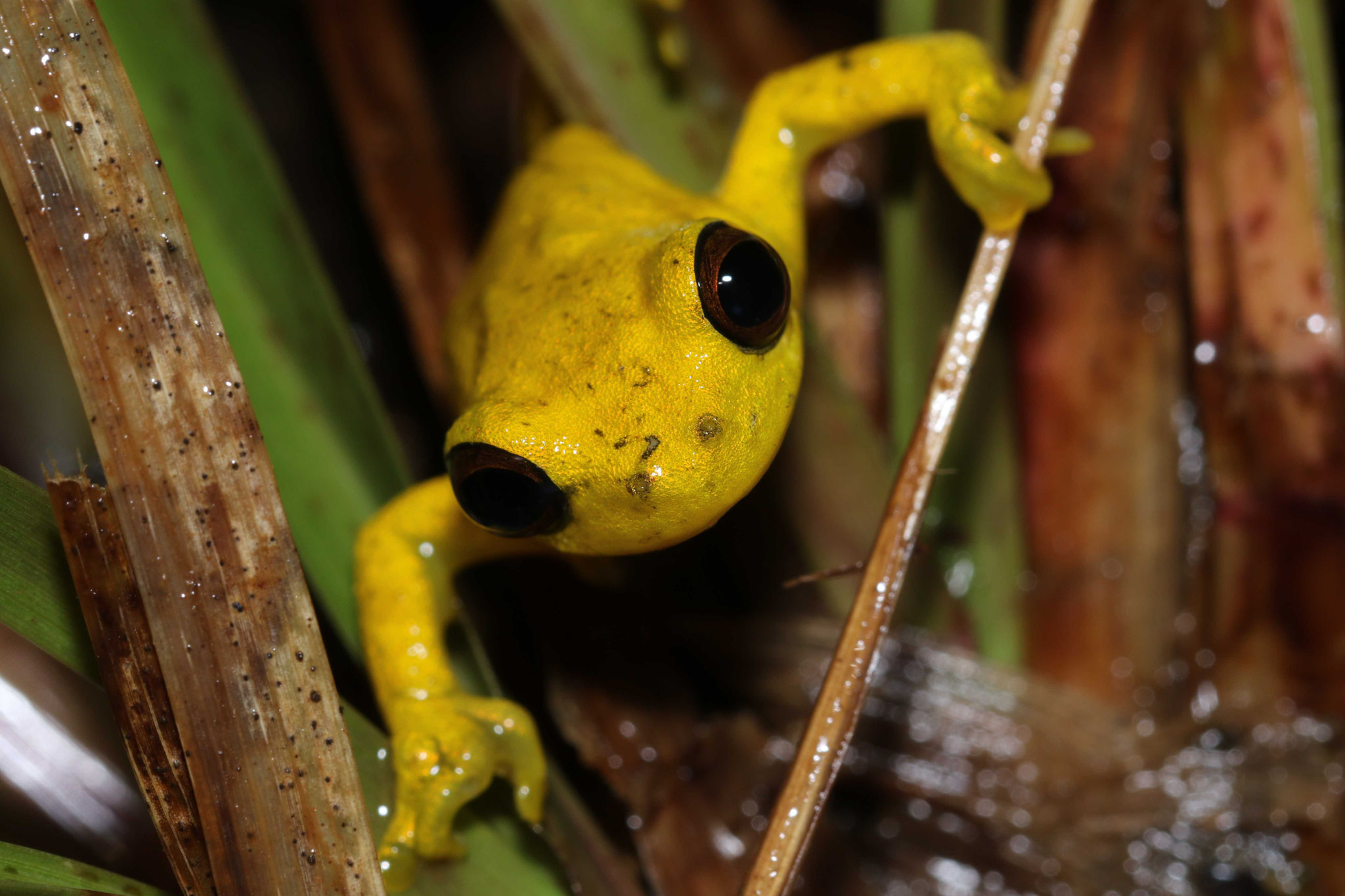 Dendropsophus minutus