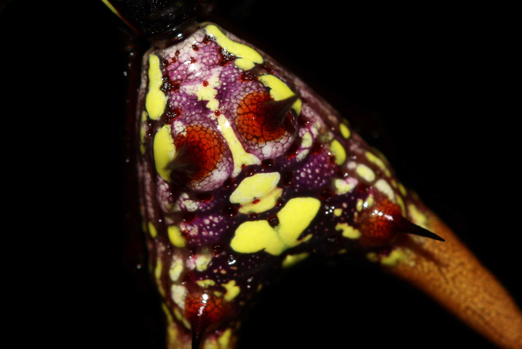 Micrathena sexspinosa