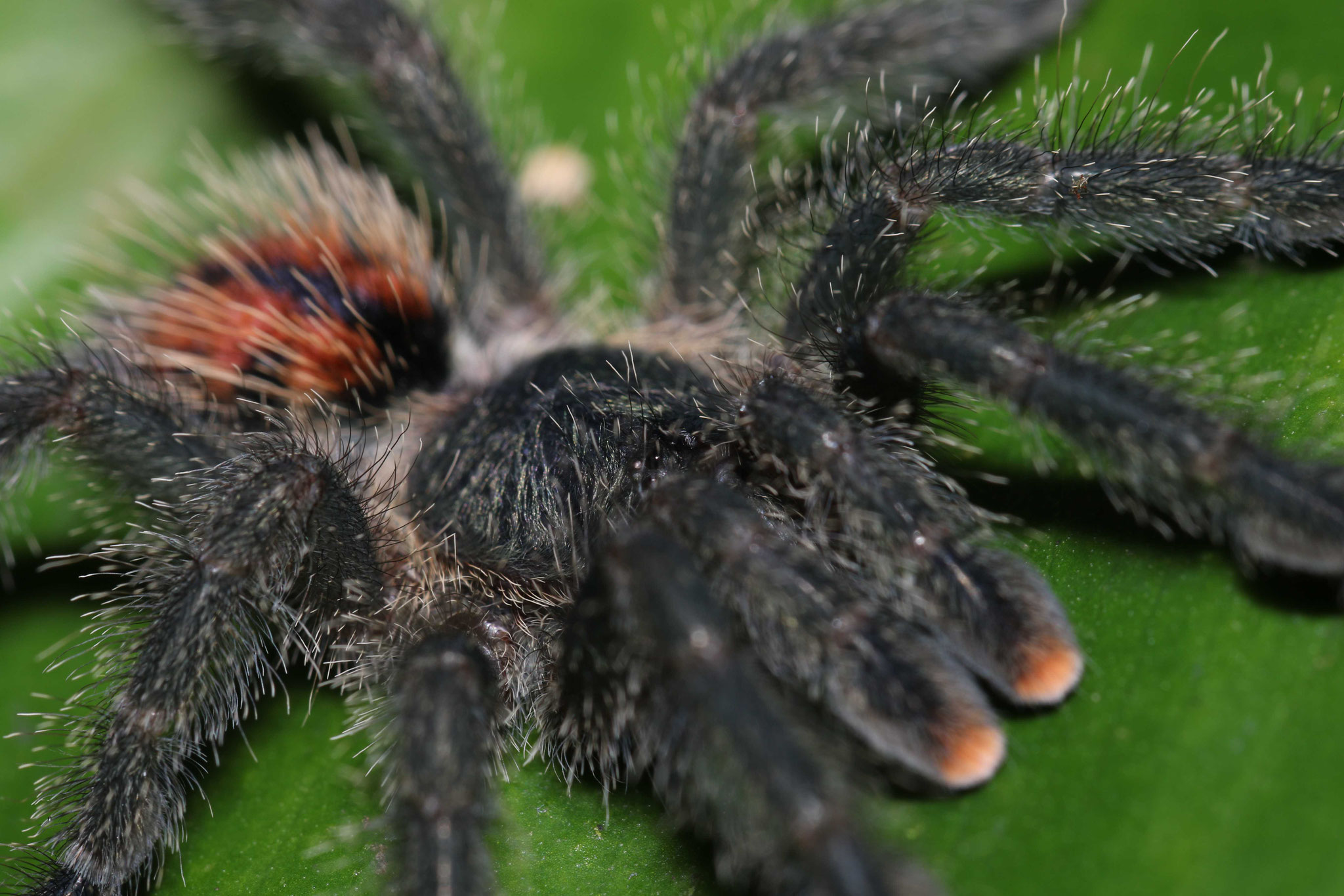Avicularia avicularia