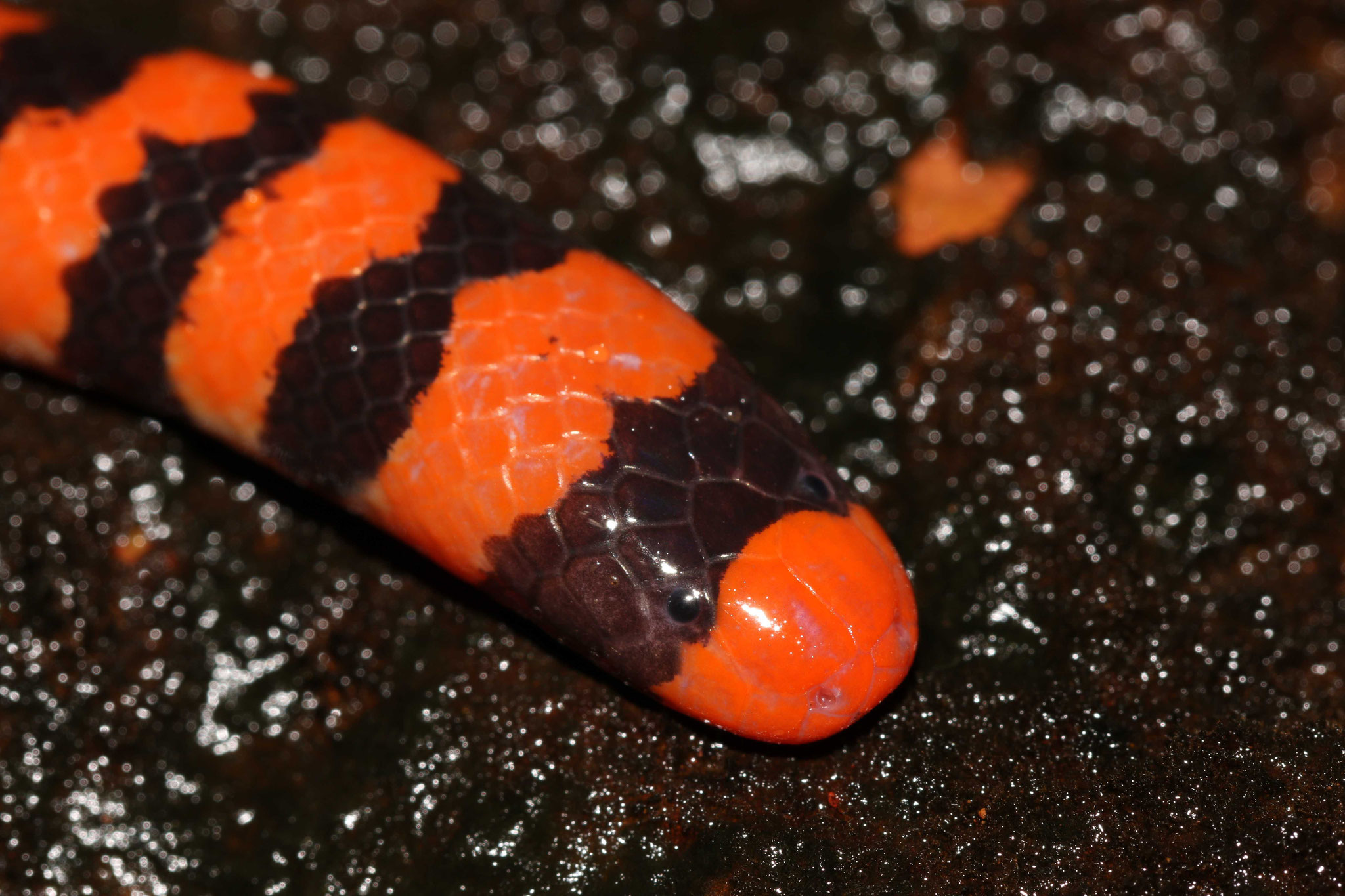 Anilius scytale