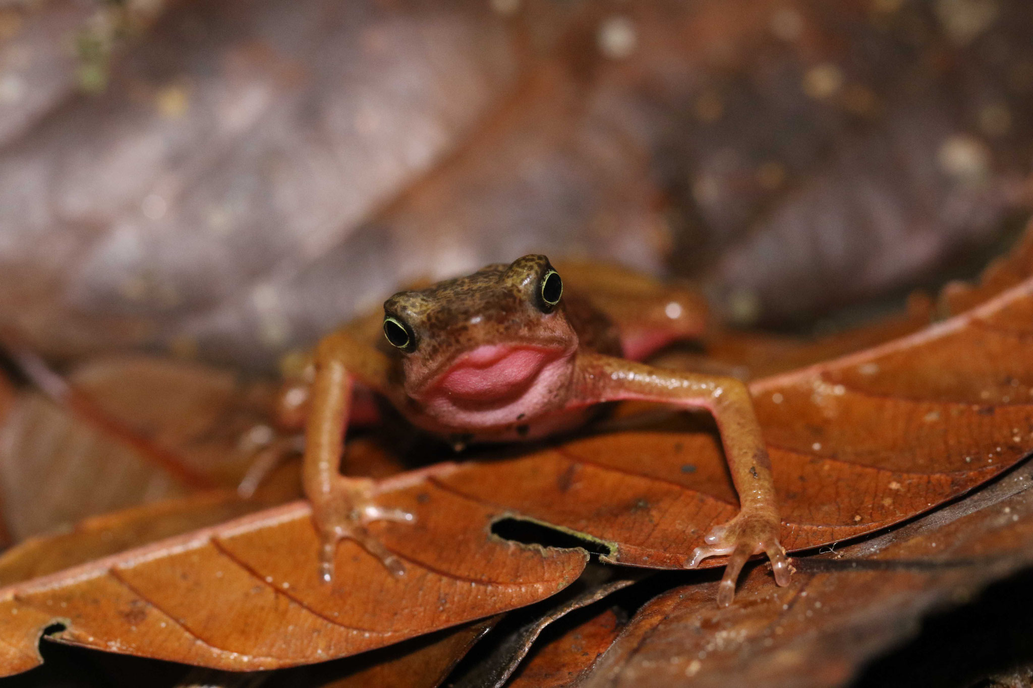 Atelopus flavescens