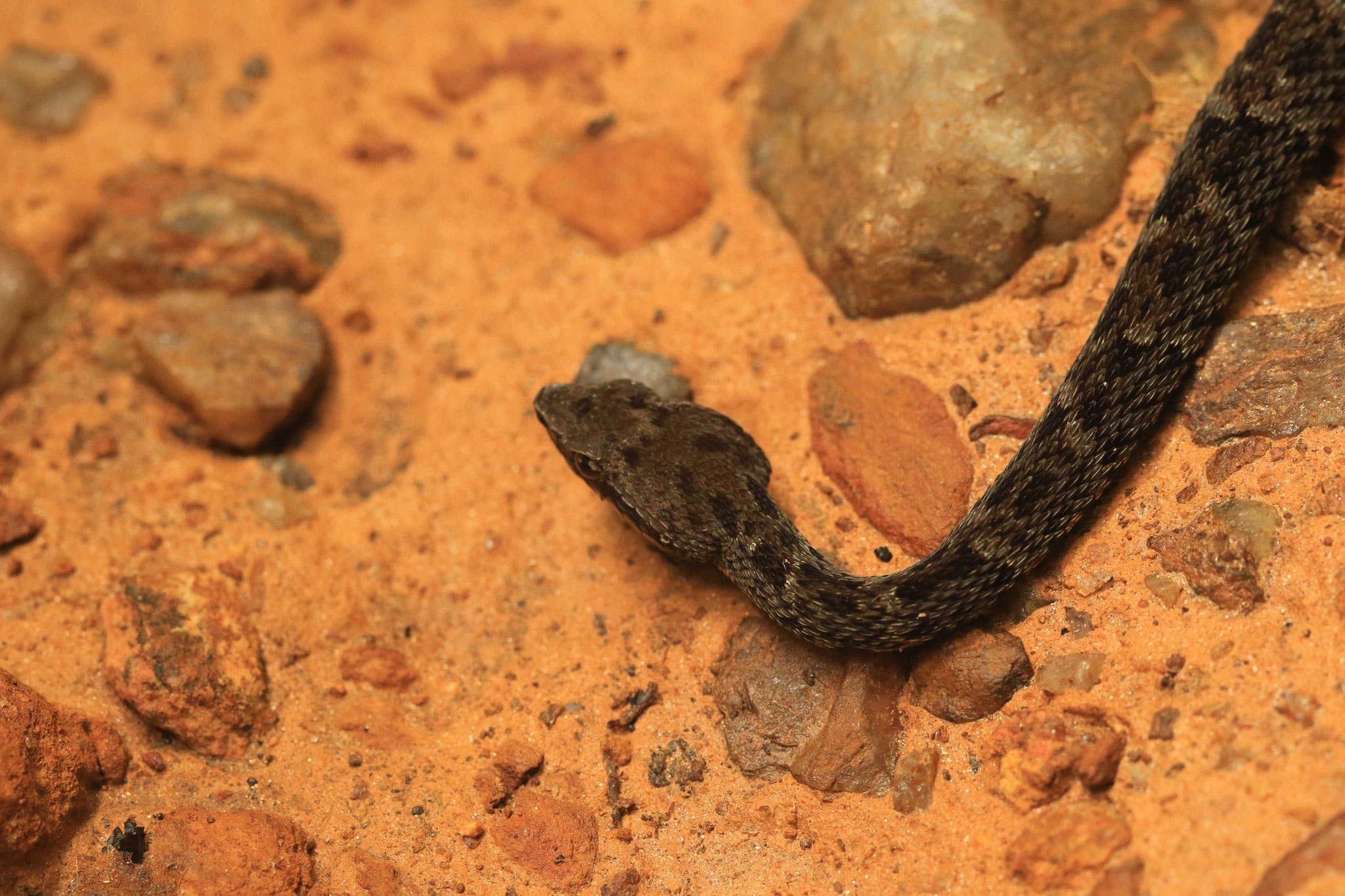 Bothrops atrox