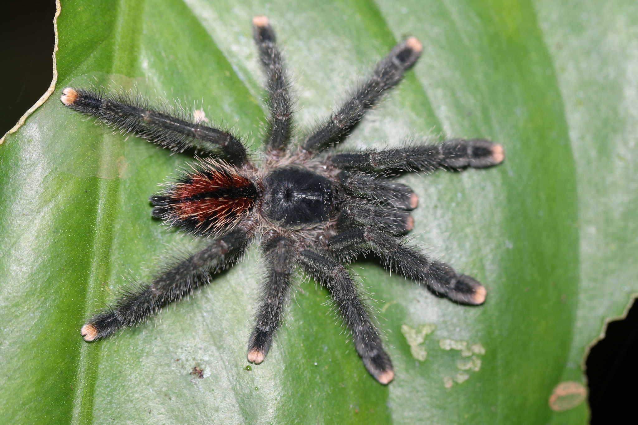 Avicularia avicularia