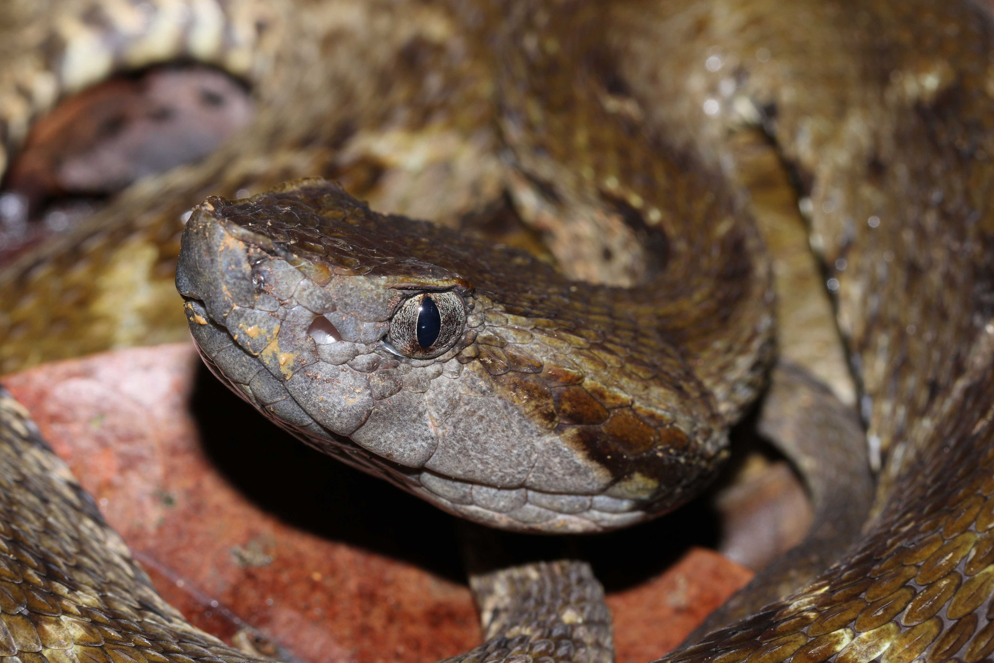 Bothrops atrox