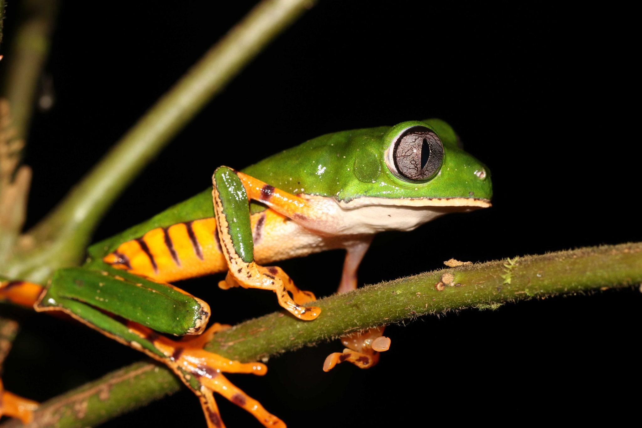 Callimedusa tomopterna