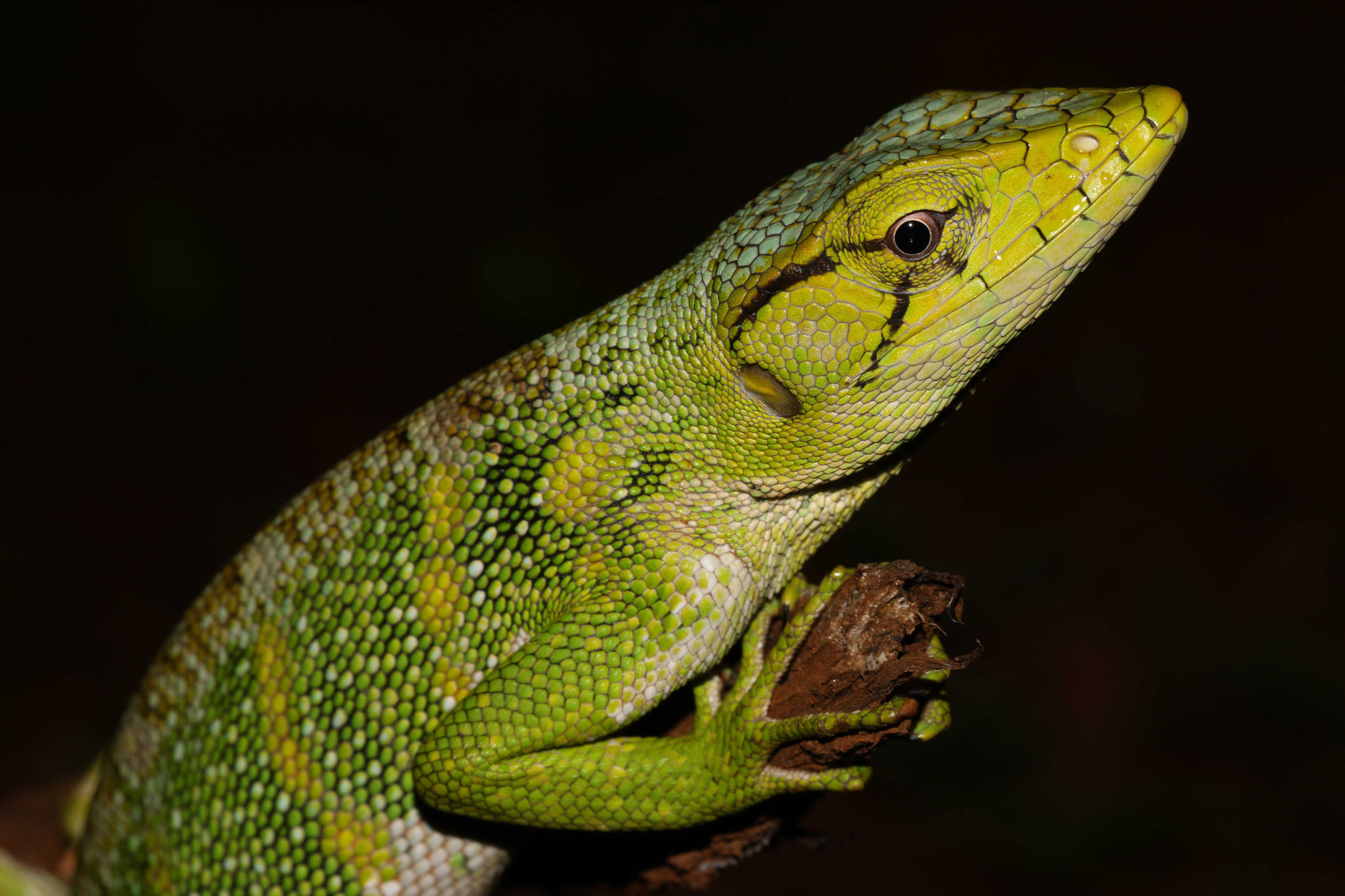 Polychrus marmoratus