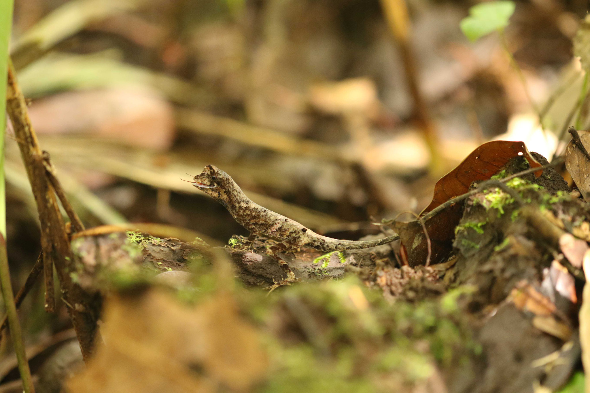Anolis chrysolepis
