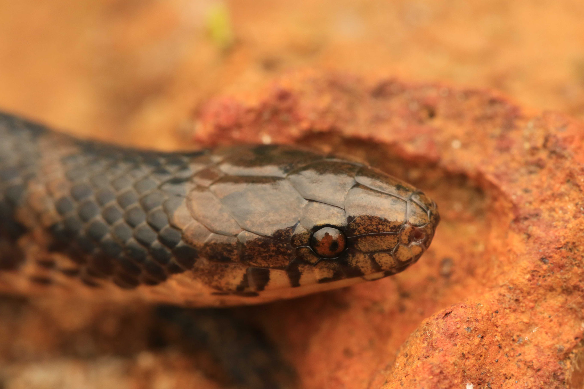 Atractus flammigerus