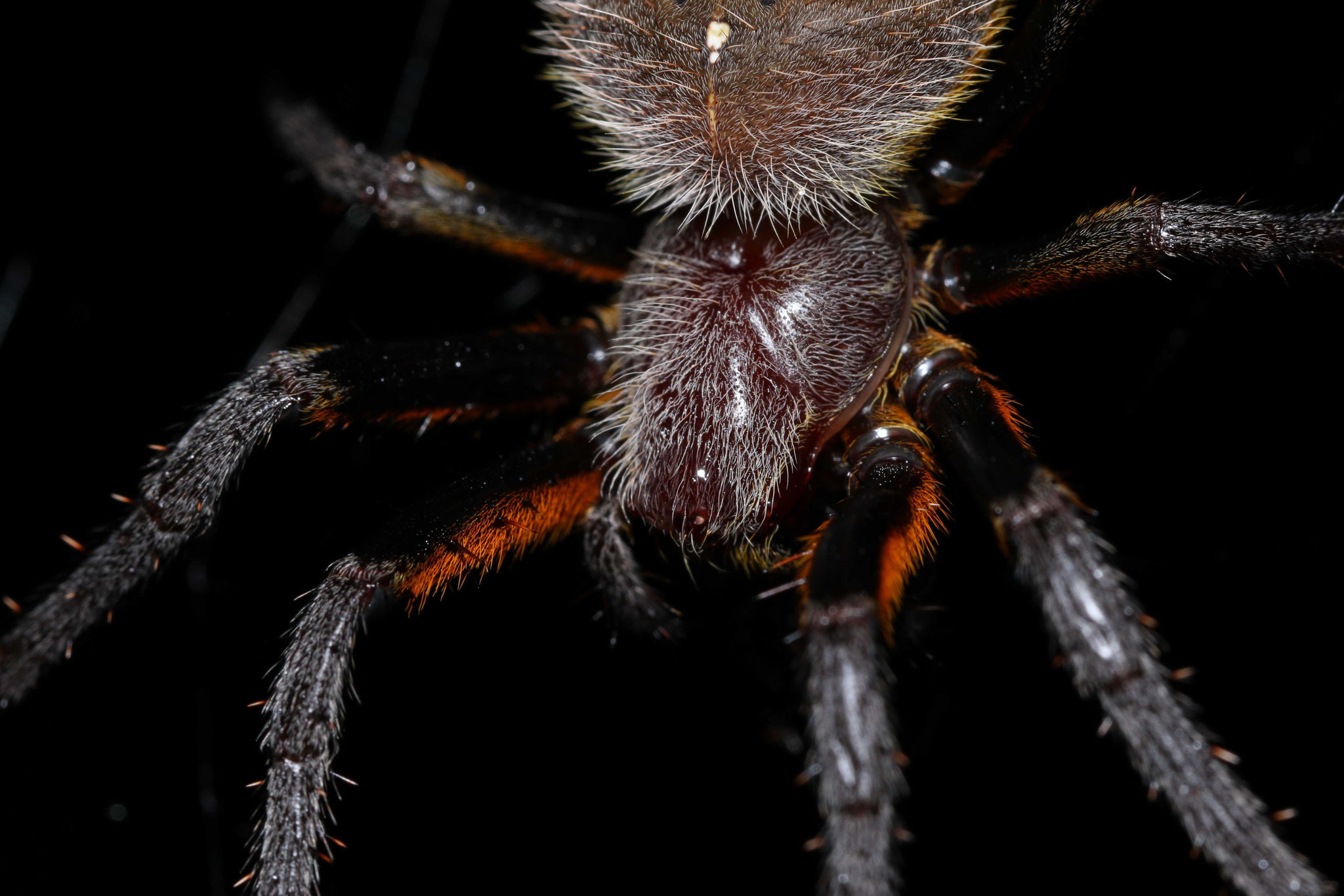 Eriophora fuliginea