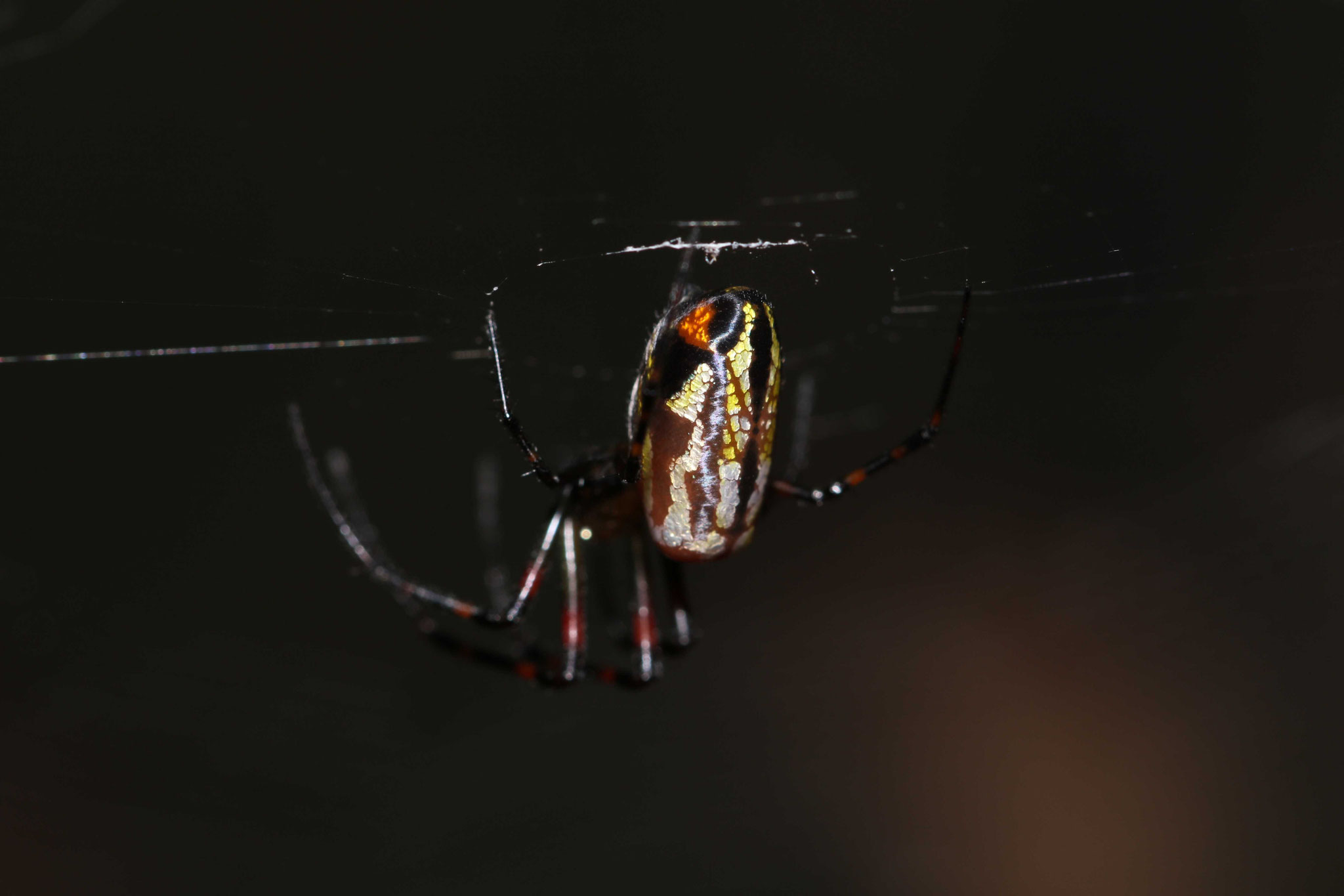 Leucauge sp 2