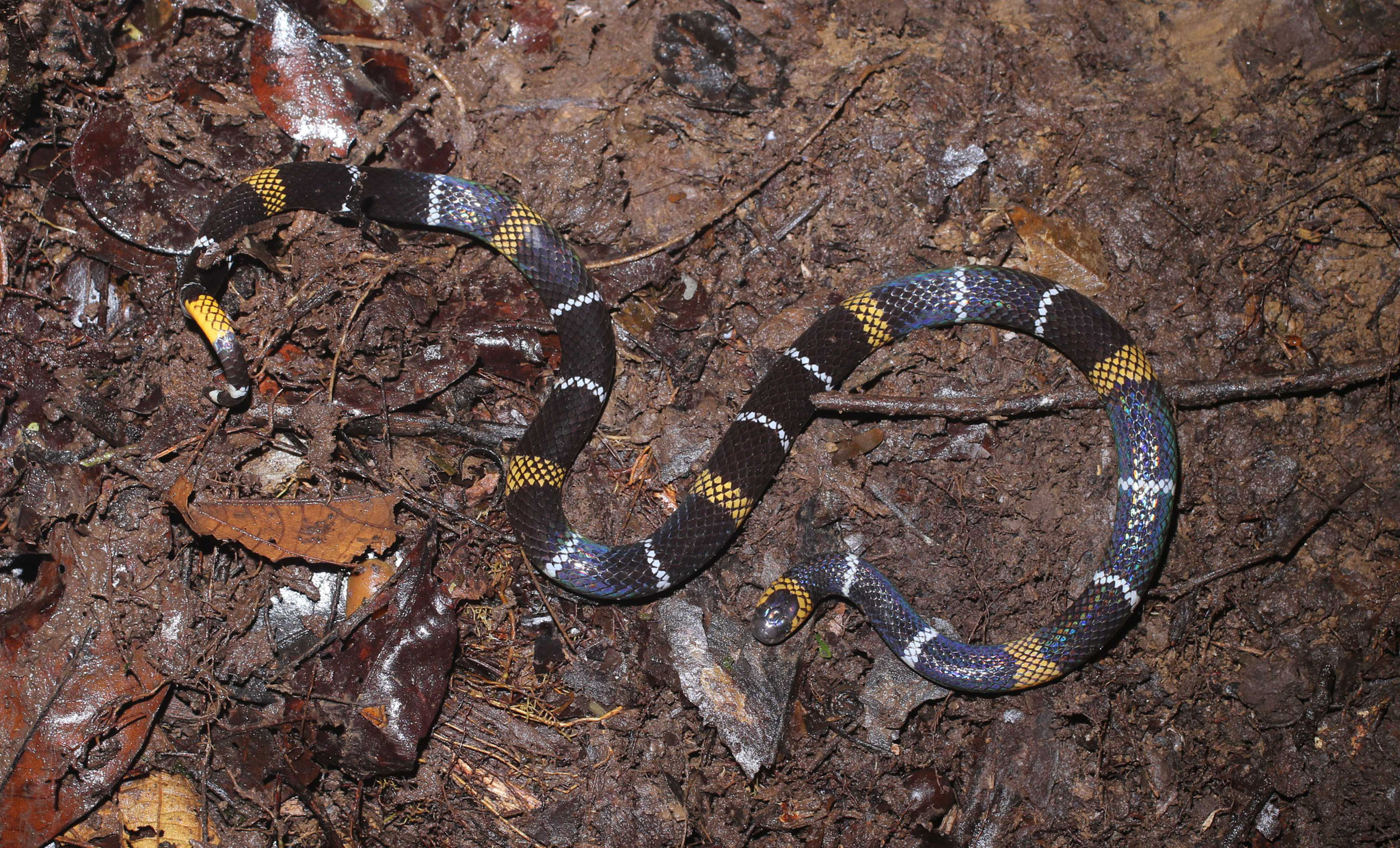 Micrurus hemprichii