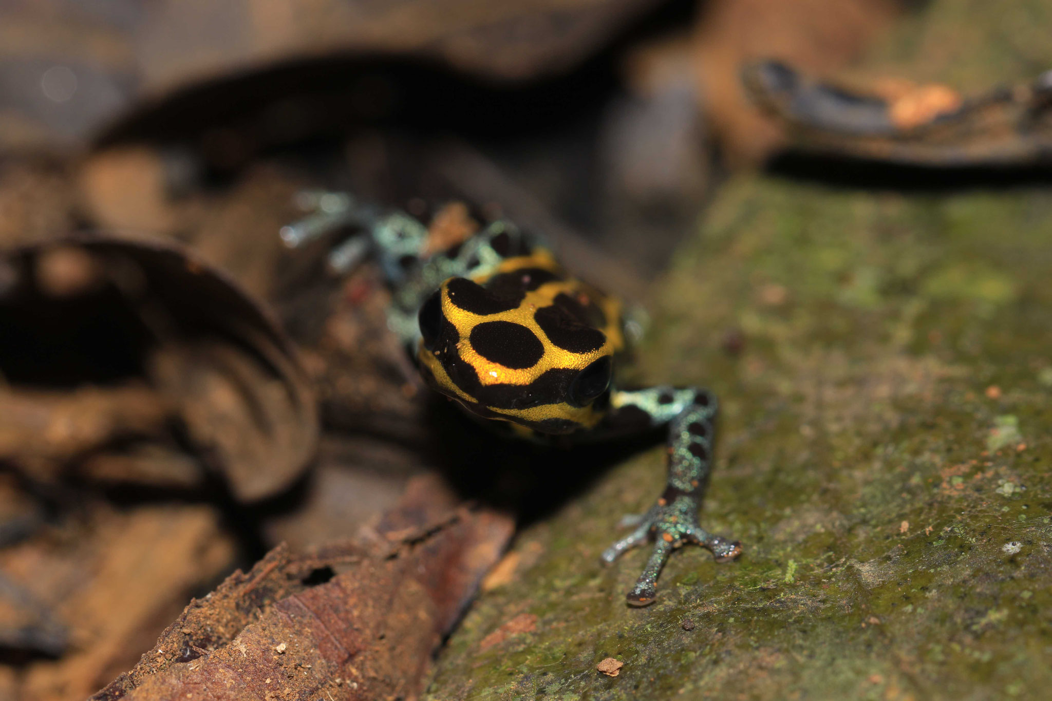 Ranitomeya amazonica