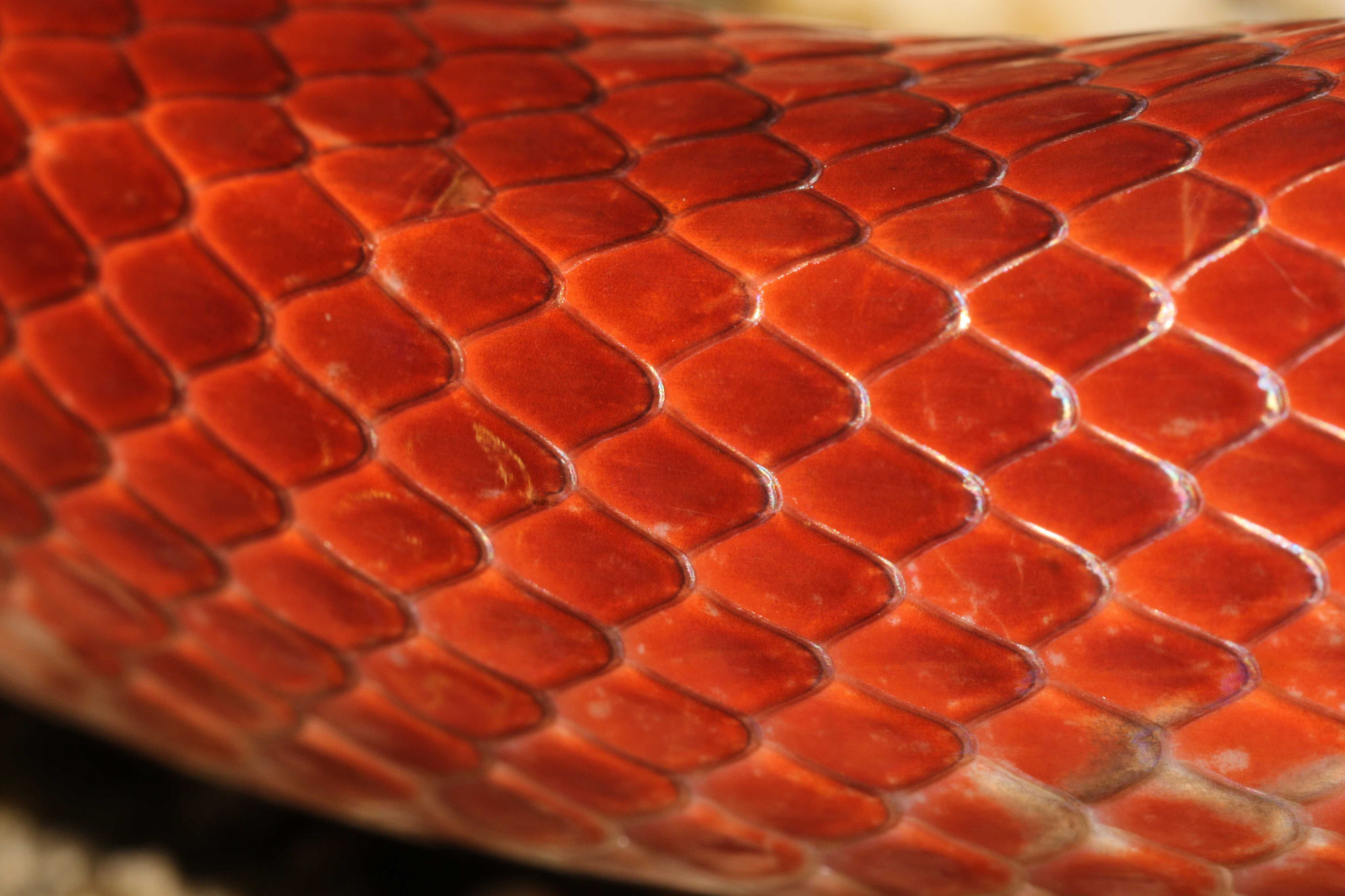 Pseudoboa coronata