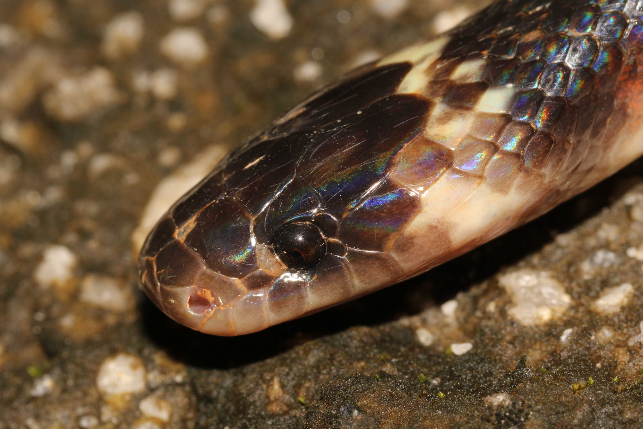 Pseudoboa coronata