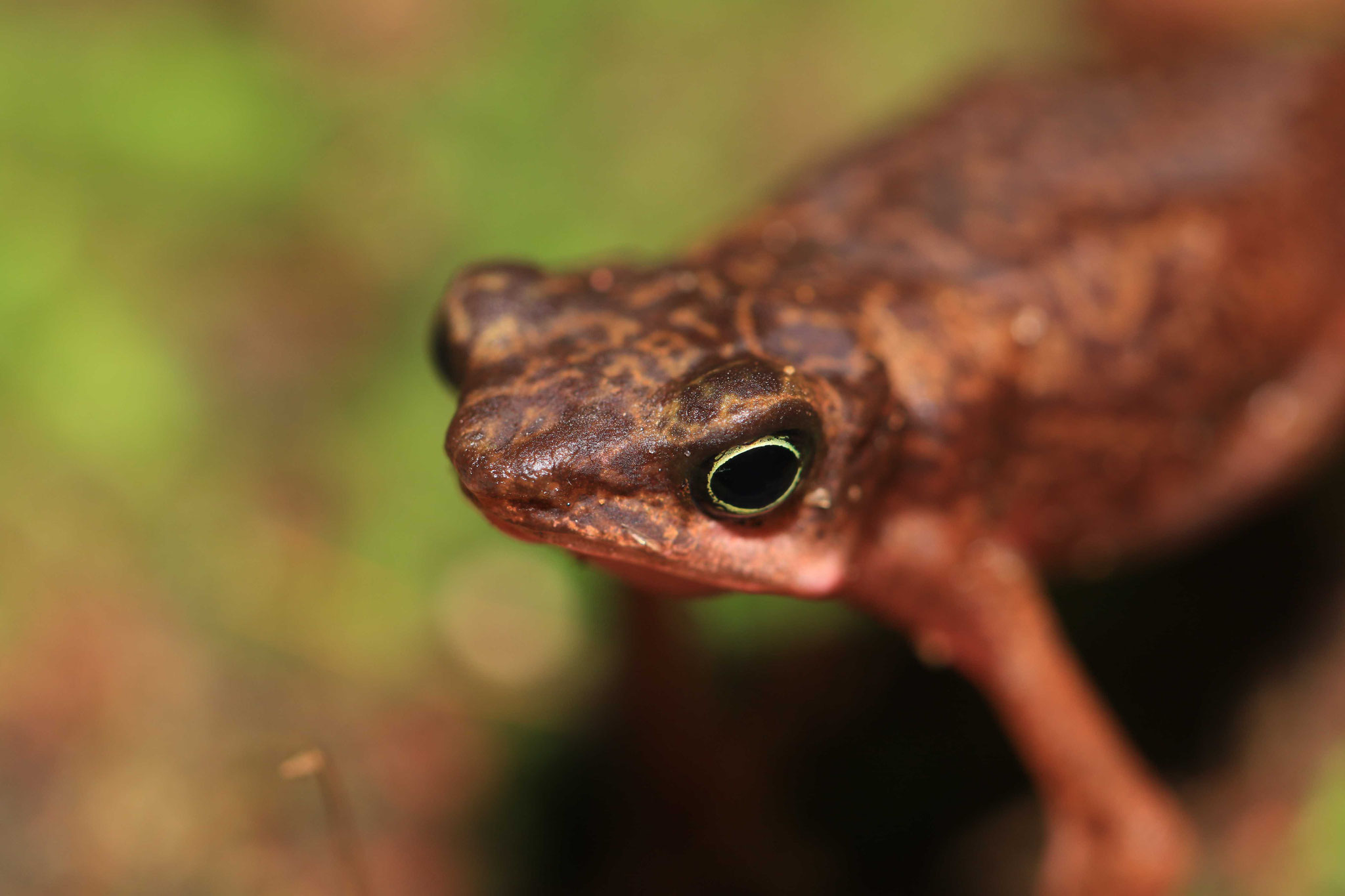 Atelopus flavescens
