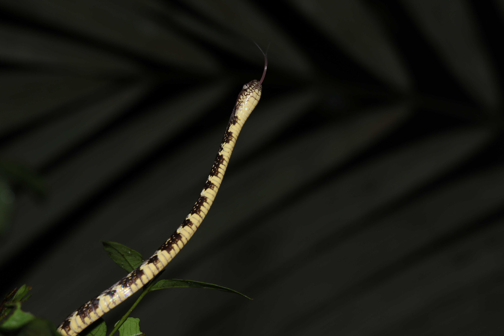 Dipsas variegata