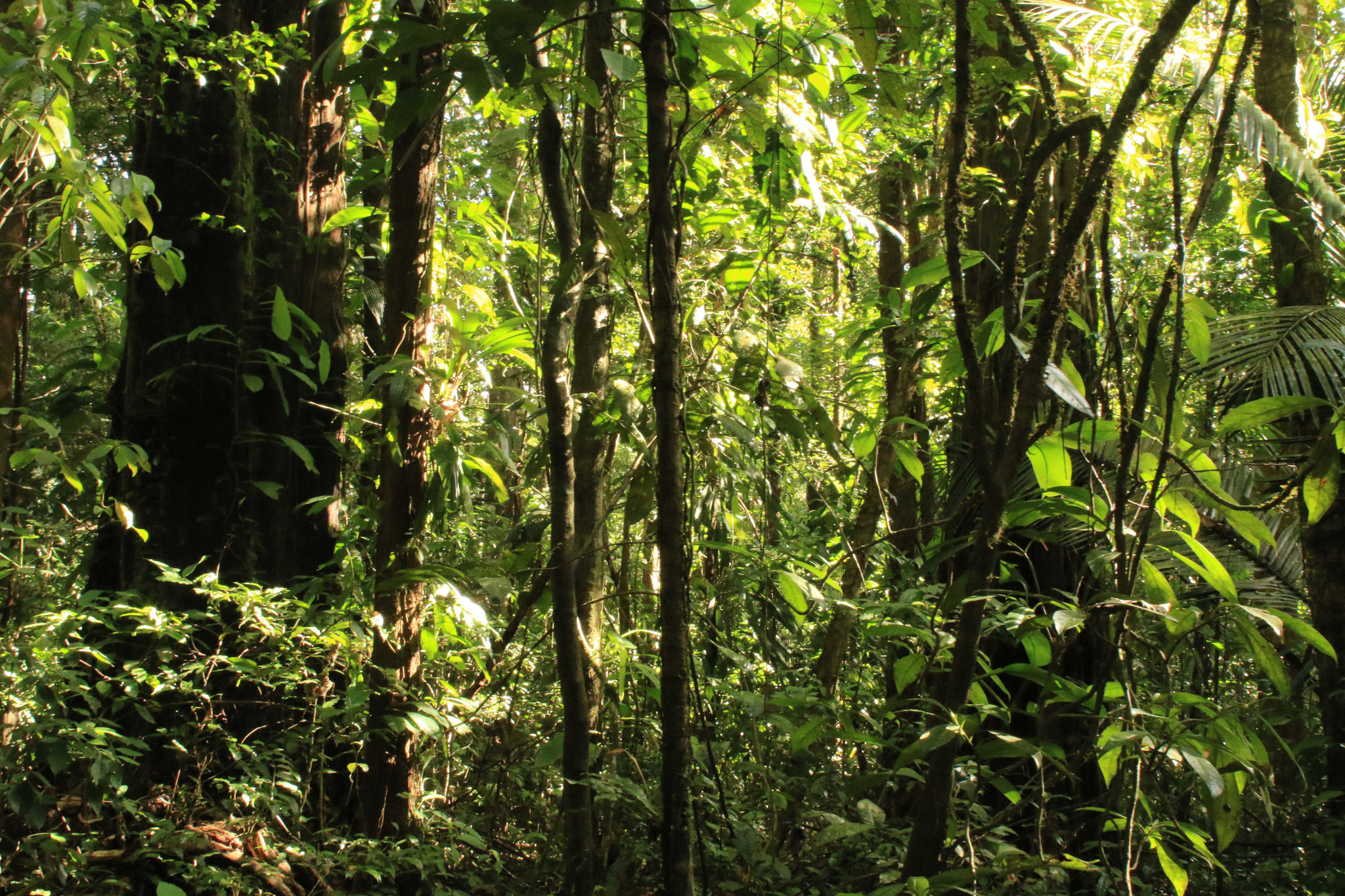 Réserve Trésor, (forêt de Kaw), forêt primaire