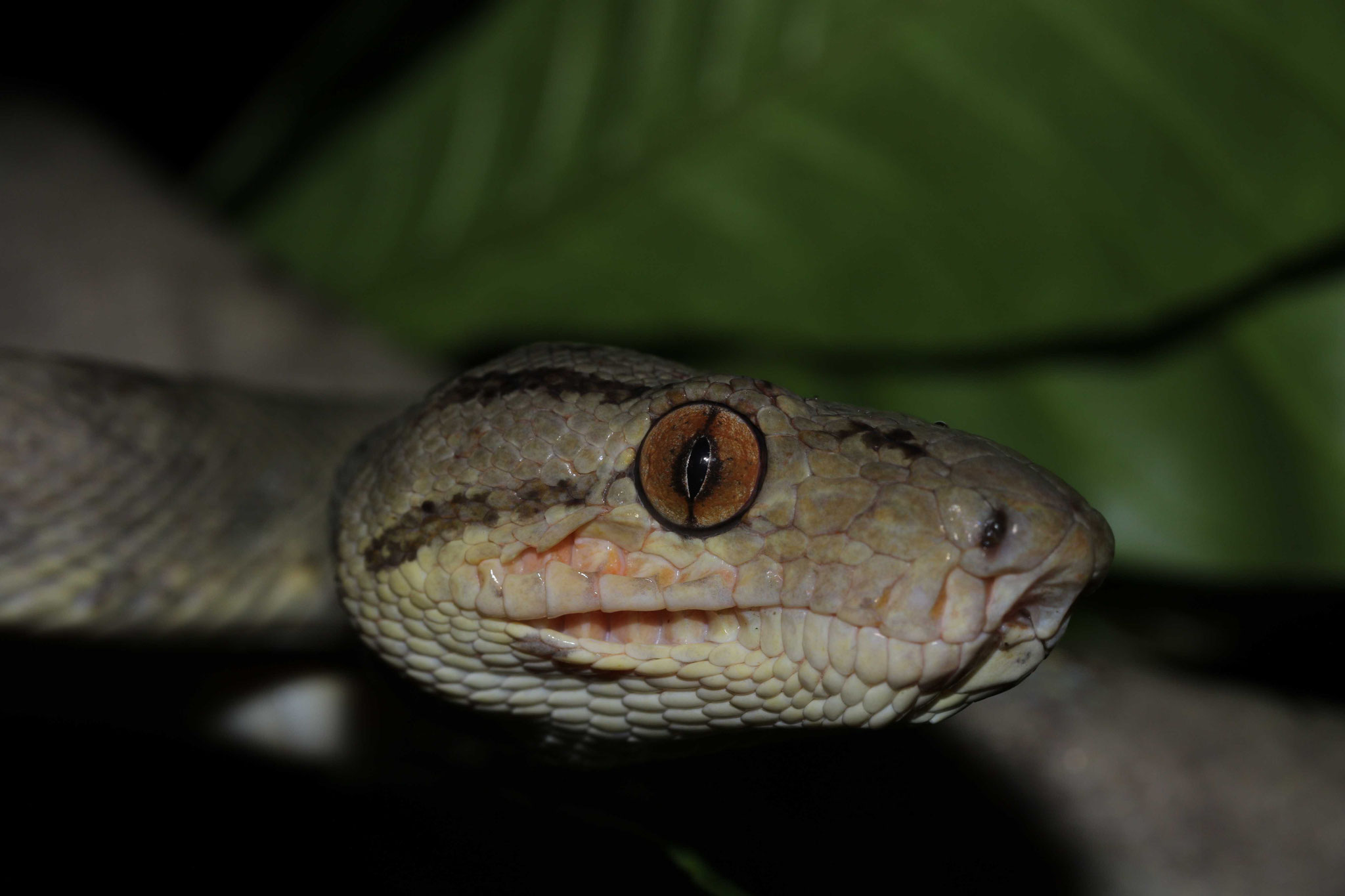 Corallus hortulana