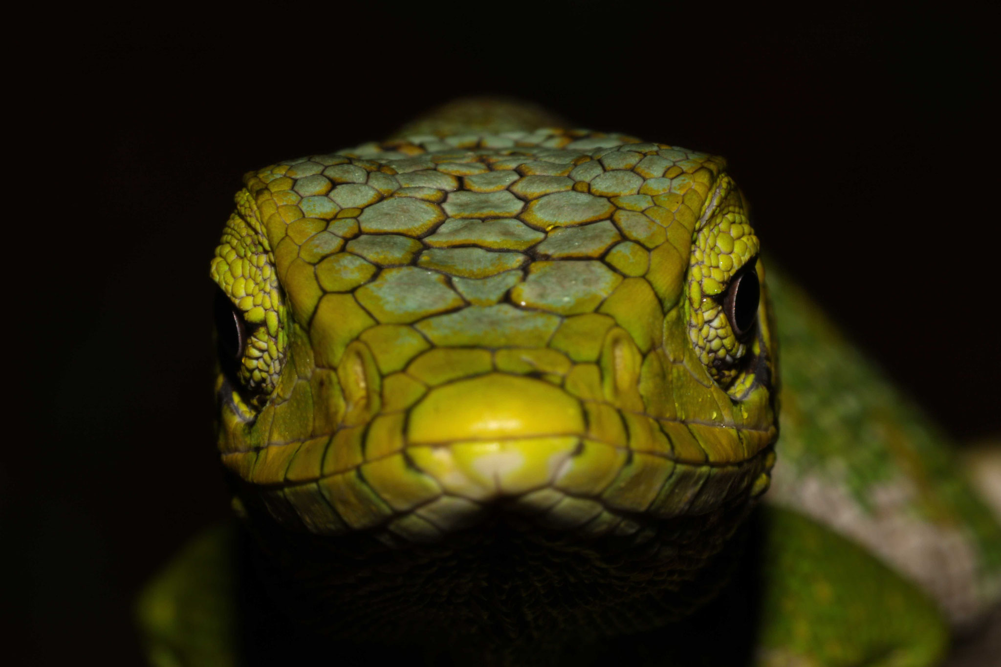 Polychrus marmoratus