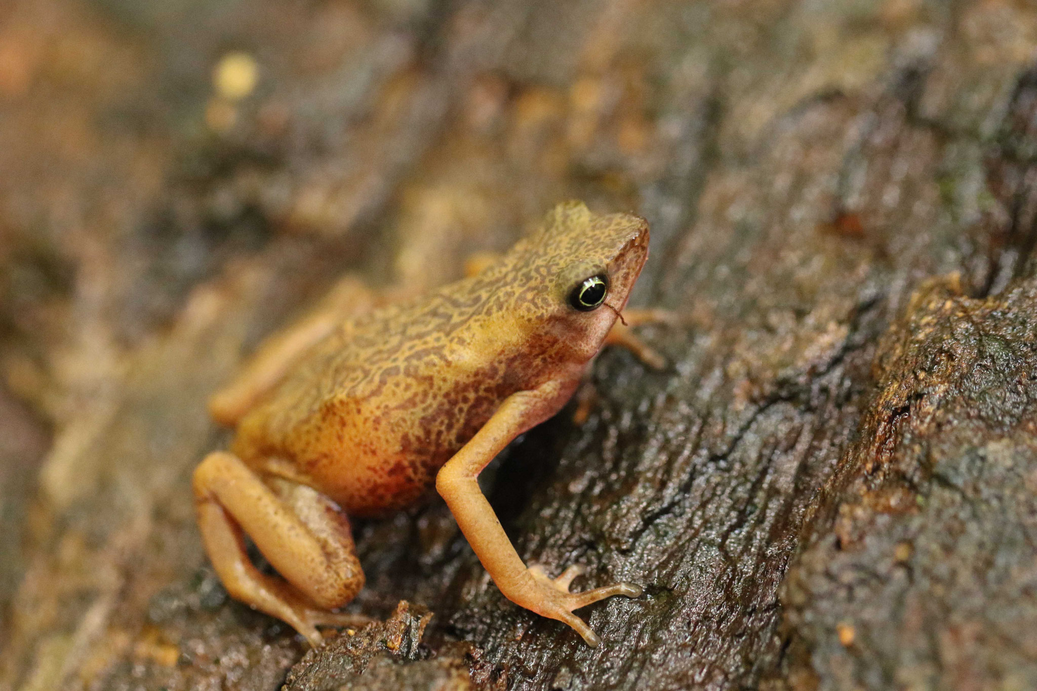 Atelopus flavescens