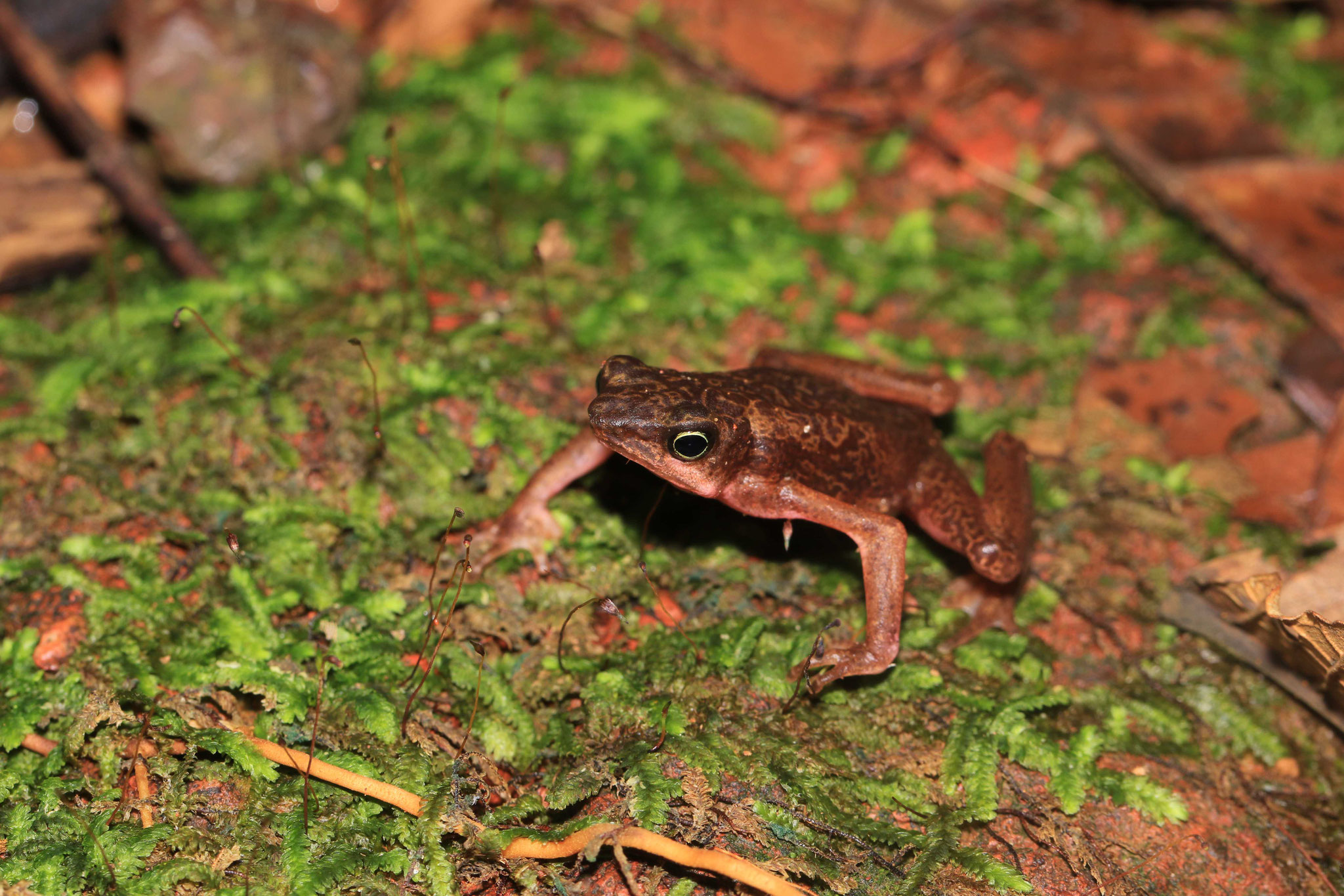 Atelopus flavescens