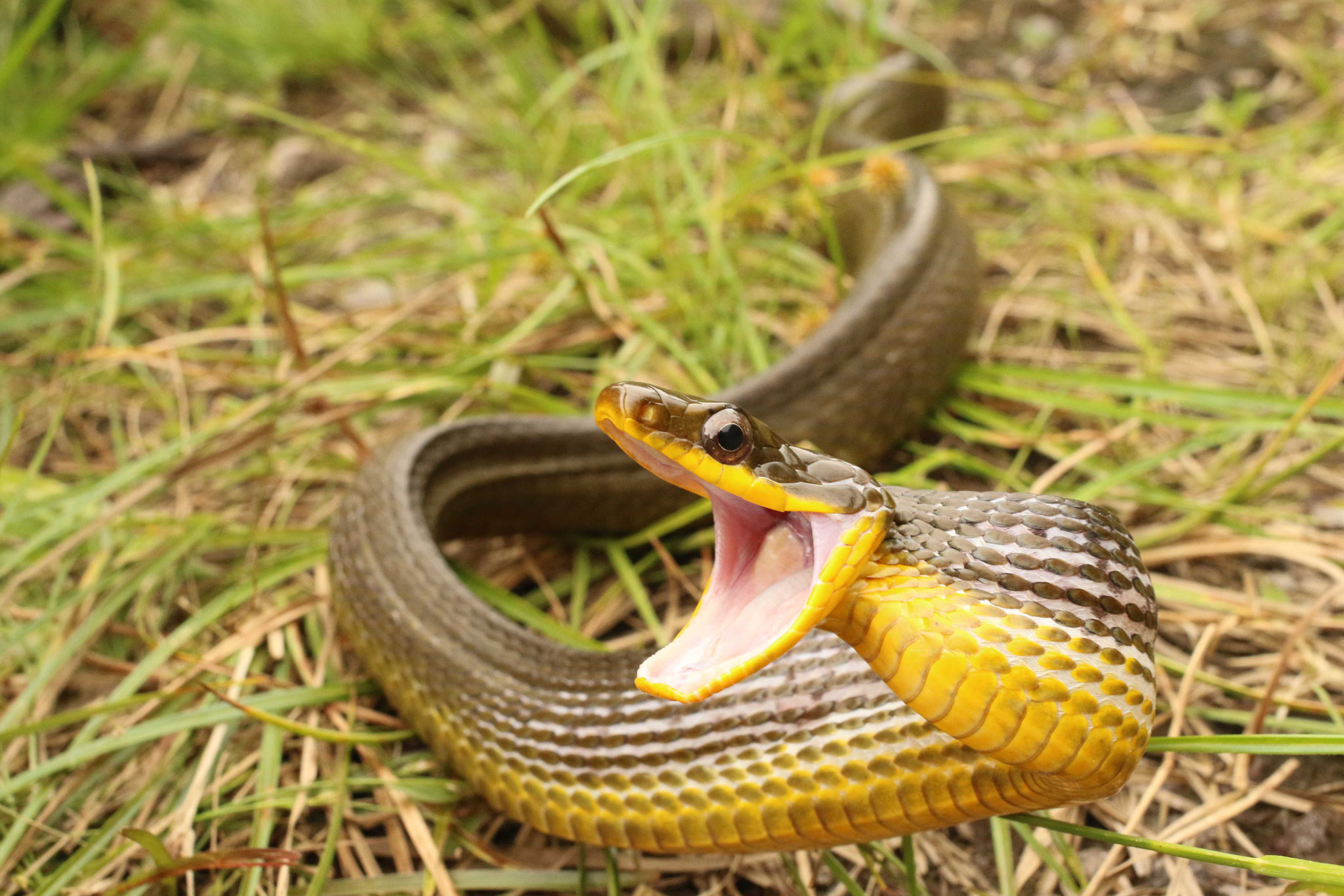 Phrynonax poecilonotus